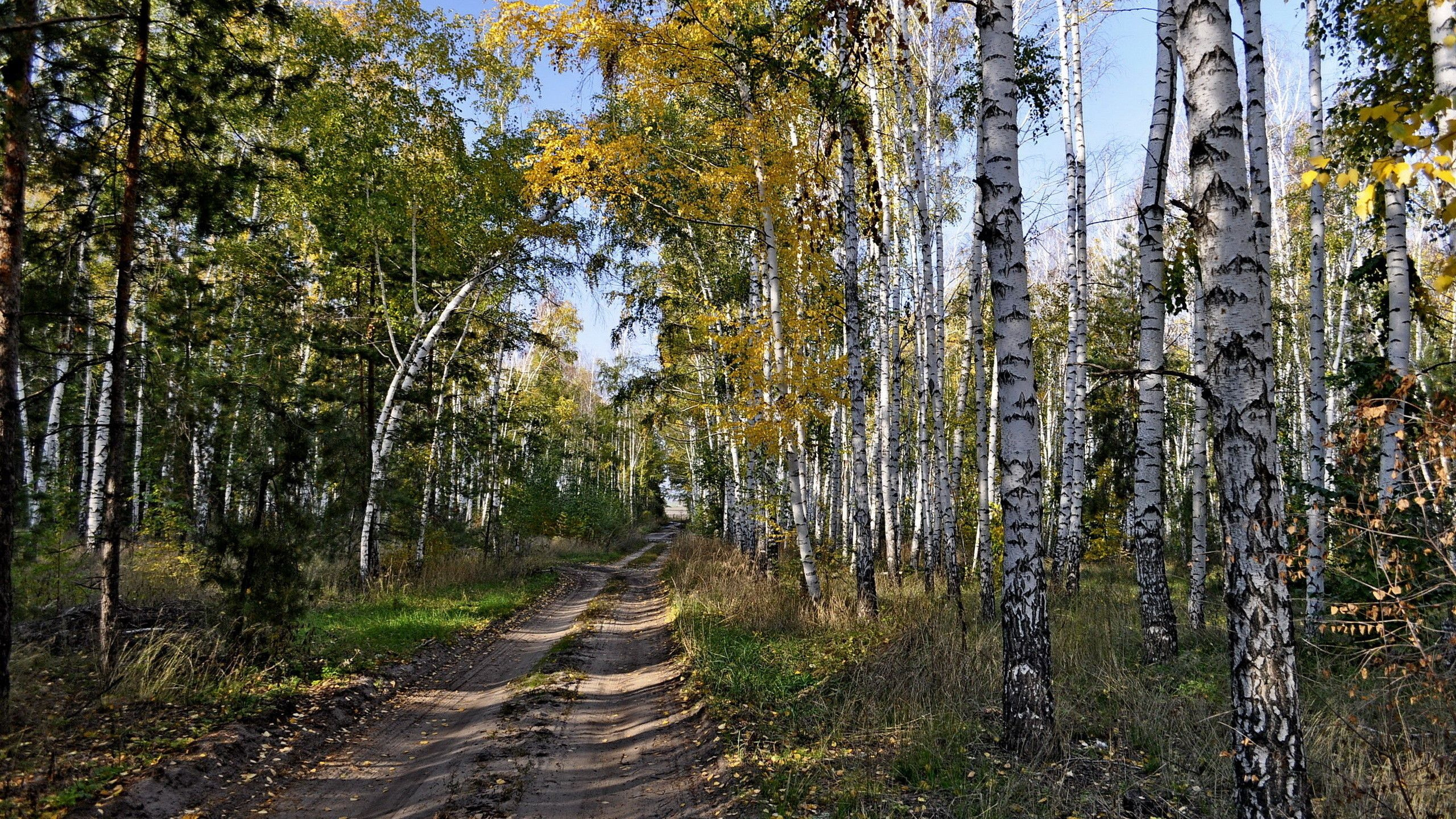 Обои лес, дерево, береза, осень, природный заповедник в разрешении 2560x1440