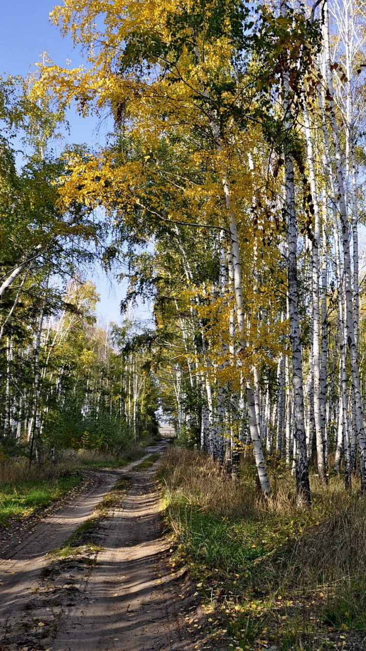 Обои лес, дерево, береза, осень, природный заповедник в разрешении 750x1334