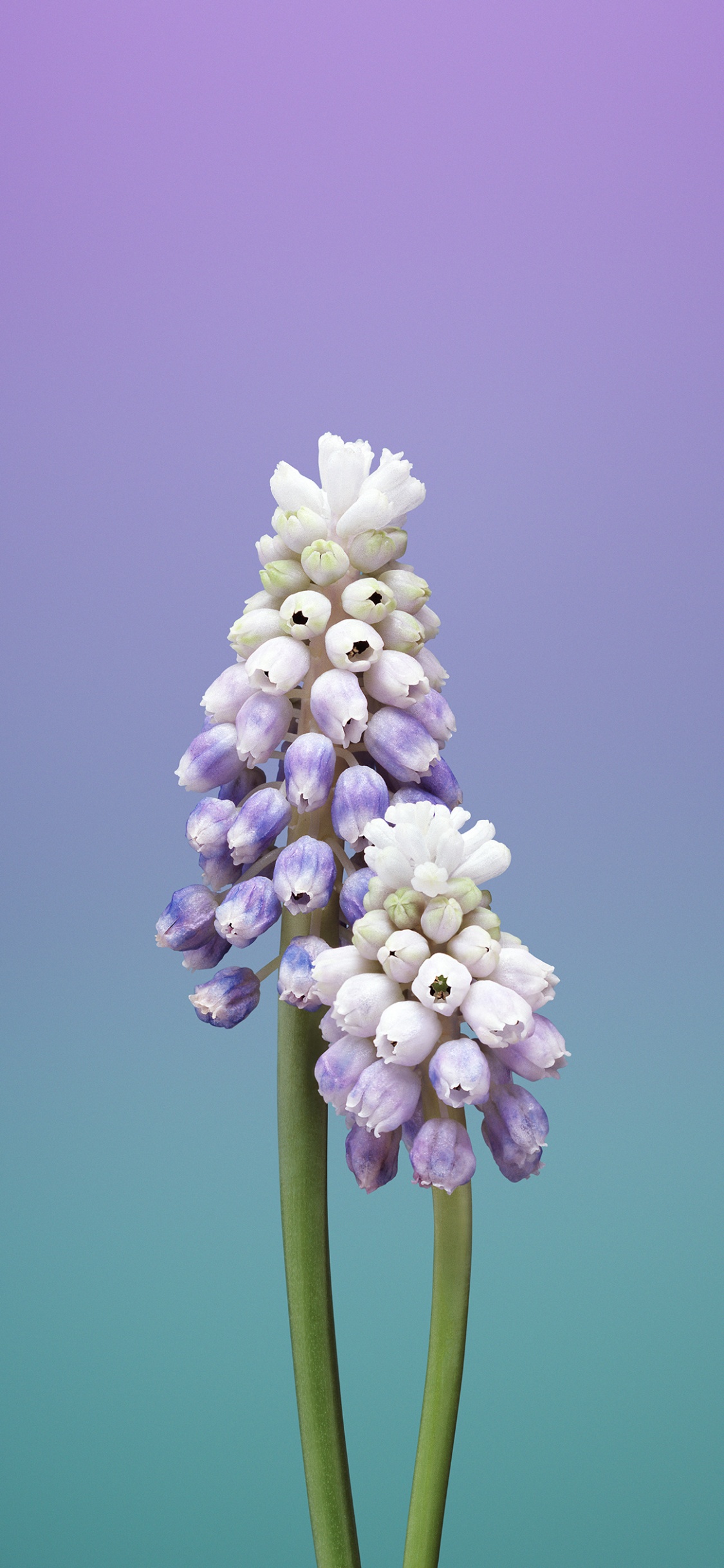 Обои iOS 11, ios, apple, цветок, лаванда в разрешении 1125x2436