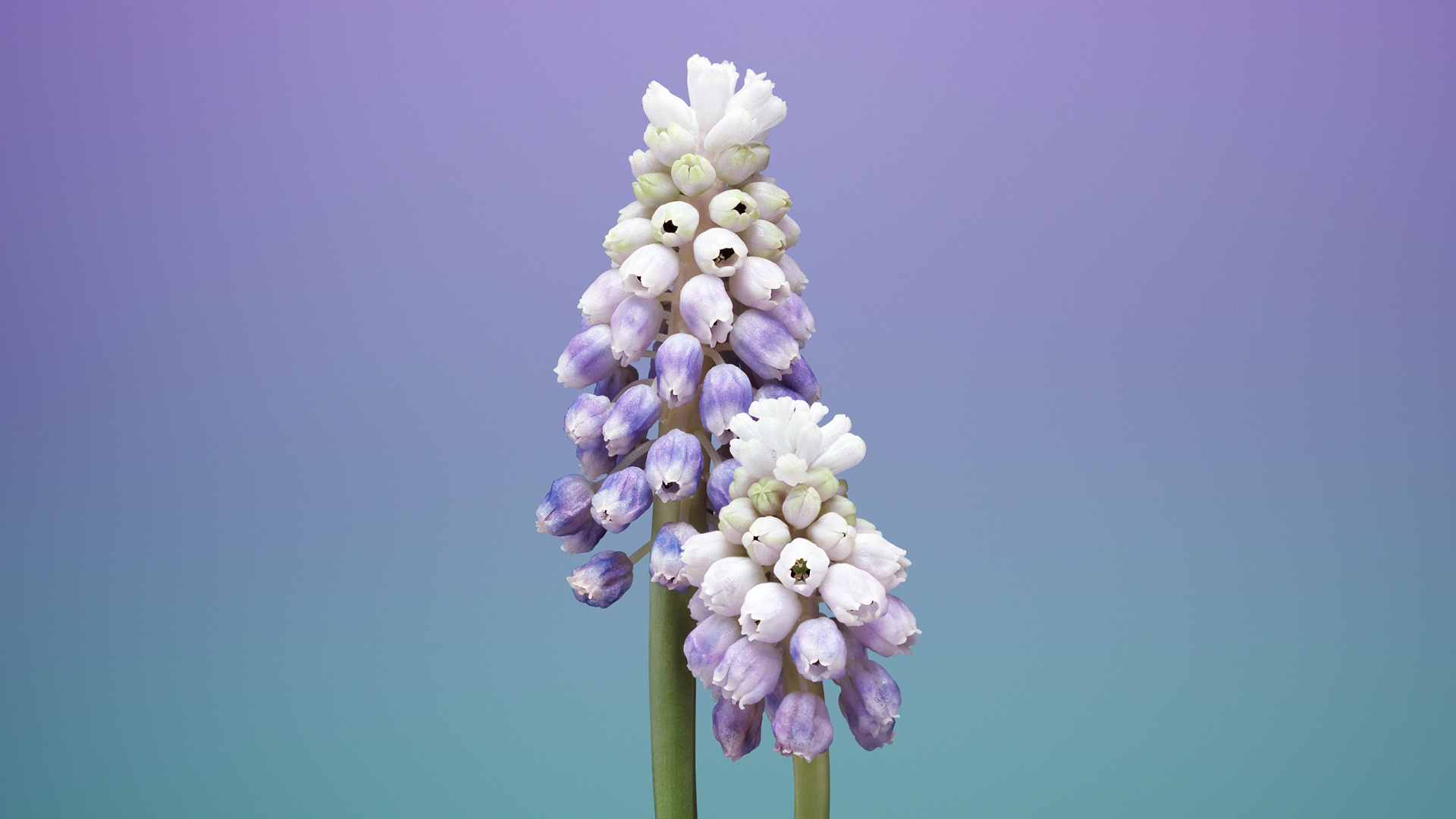 Обои iOS 11, ios, apple, цветок, лаванда в разрешении 1920x1080