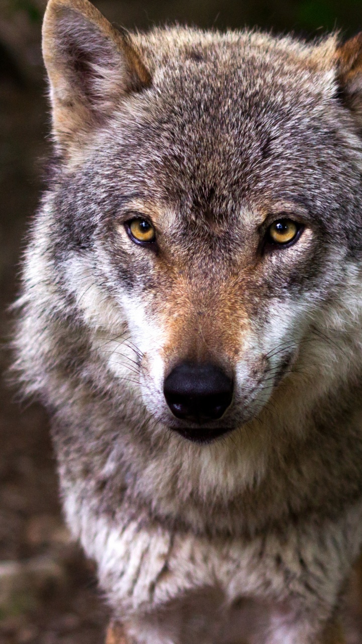 Обои живая природа, животное, глаза в разрешении 720x1280