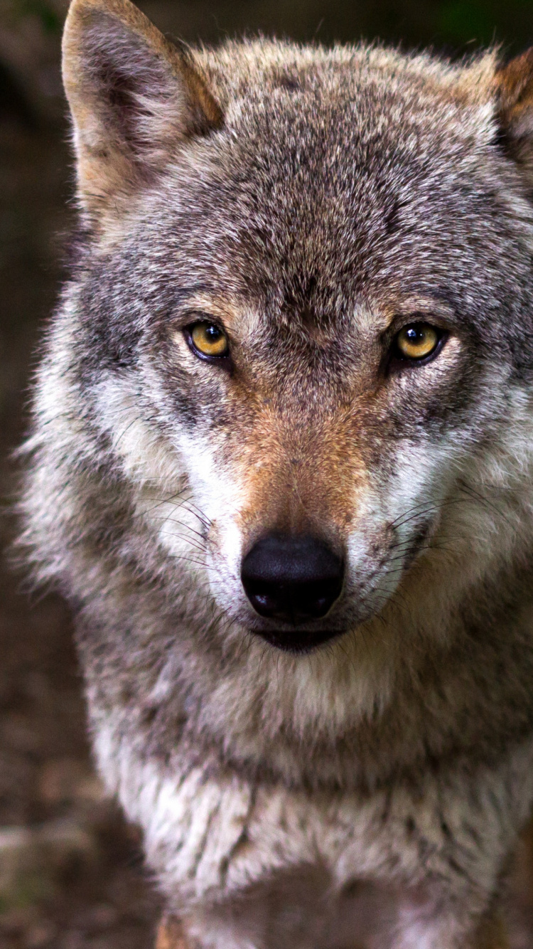 Обои живая природа, животное, глаза в разрешении 750x1334