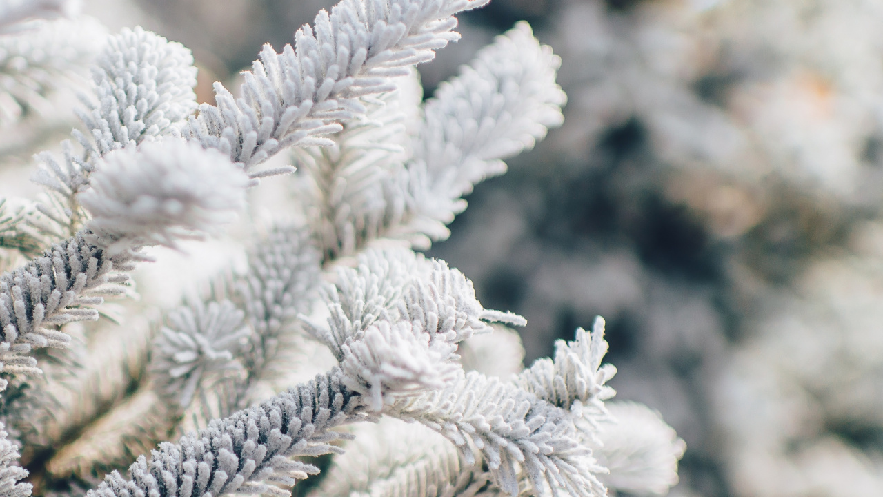 Обои Рождественский день, снег, растение, ветвь, прут в разрешении 1280x720