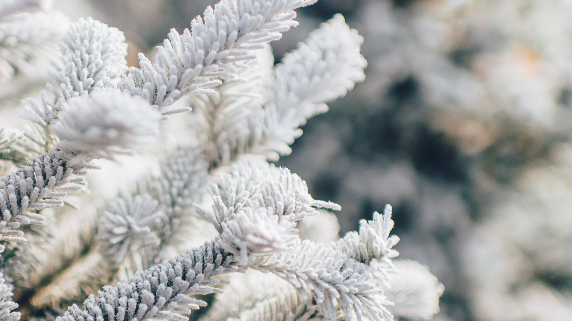 Обои Рождественский день, снег, растение, ветвь, прут в разрешении 1920x1080