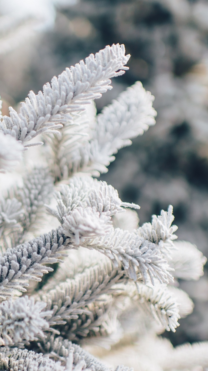 Обои Рождественский день, снег, растение, ветвь, прут в разрешении 720x1280