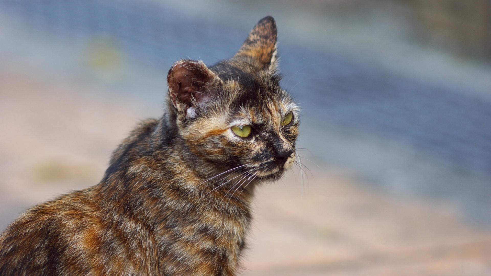 Обои Дикая кошка, калико кошка, живая природа, морда, тойгер в разрешении 1920x1080