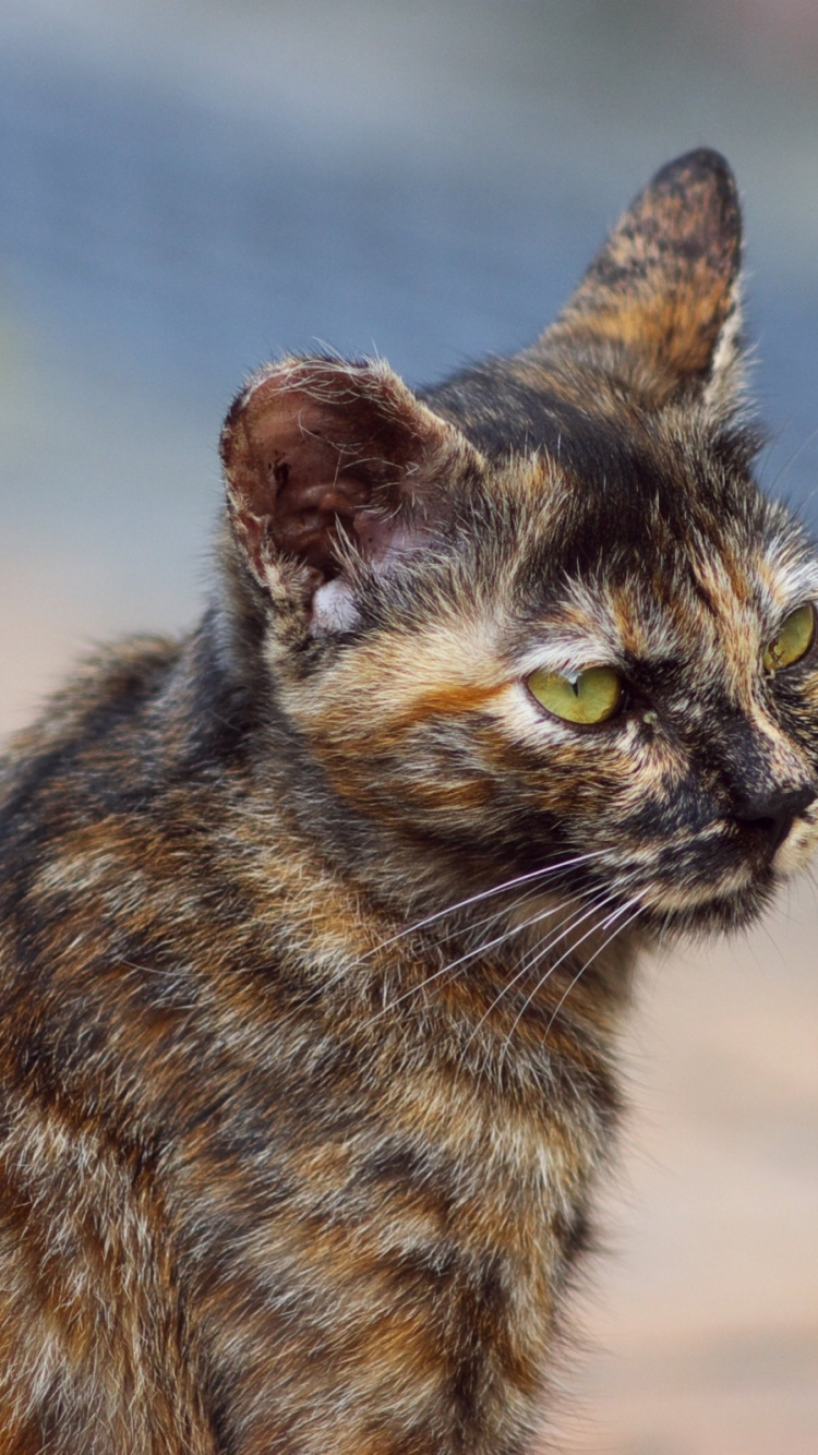 Обои Дикая кошка, калико кошка, живая природа, морда, тойгер в разрешении 750x1334