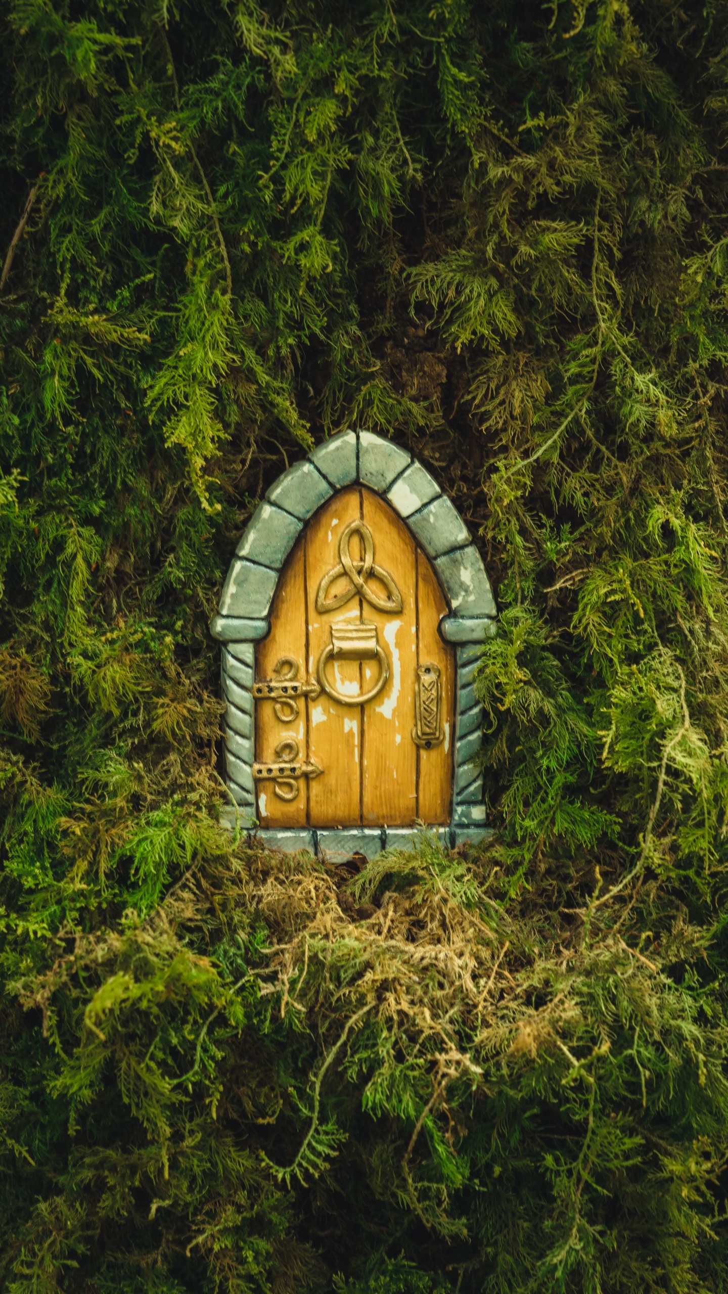 Обои природный заповедник, soundcloud, смартфон, растение, древесина в разрешении 1440x2560