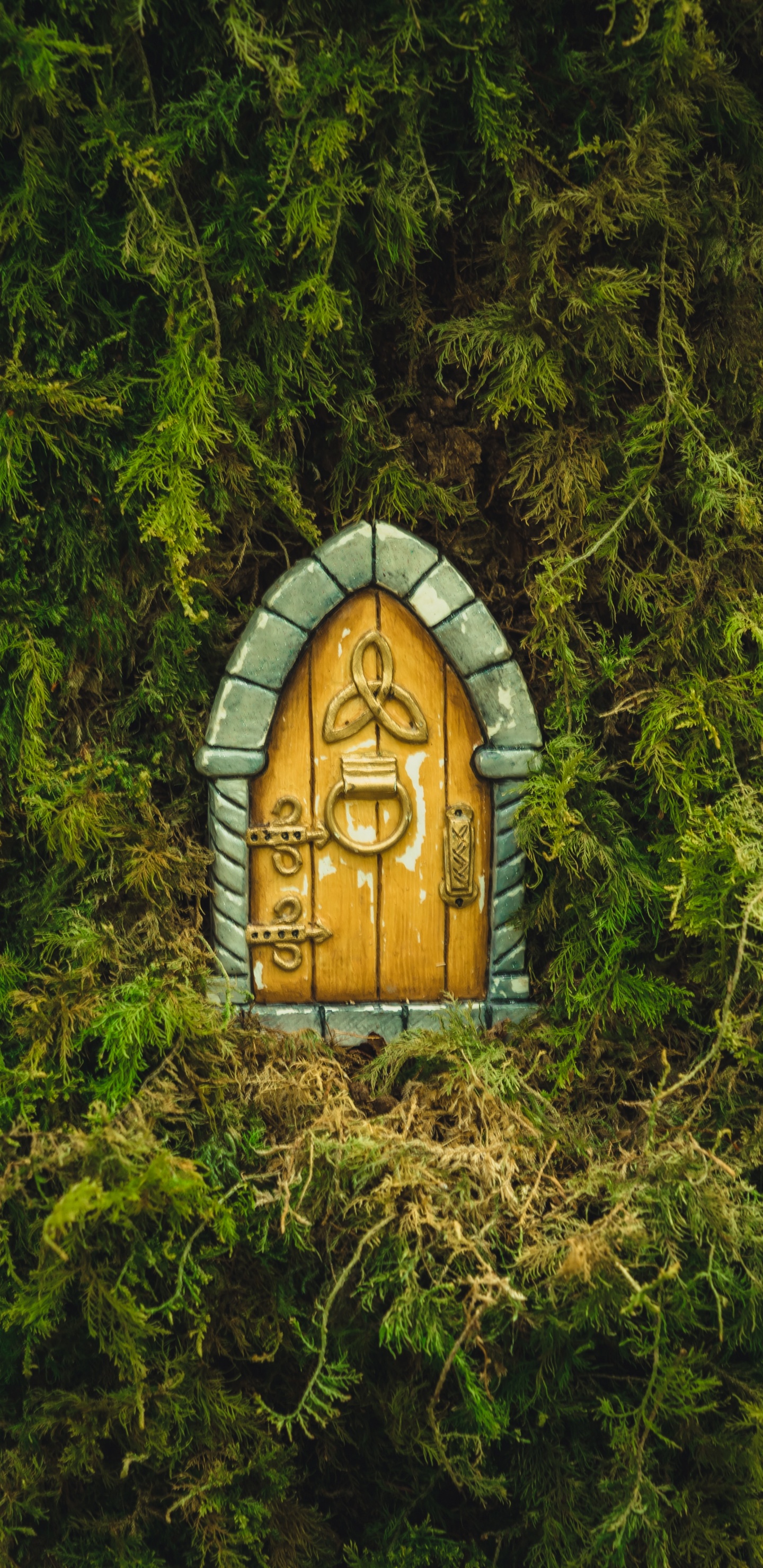 Обои природный заповедник, soundcloud, смартфон, растение, древесина в разрешении 1440x2960