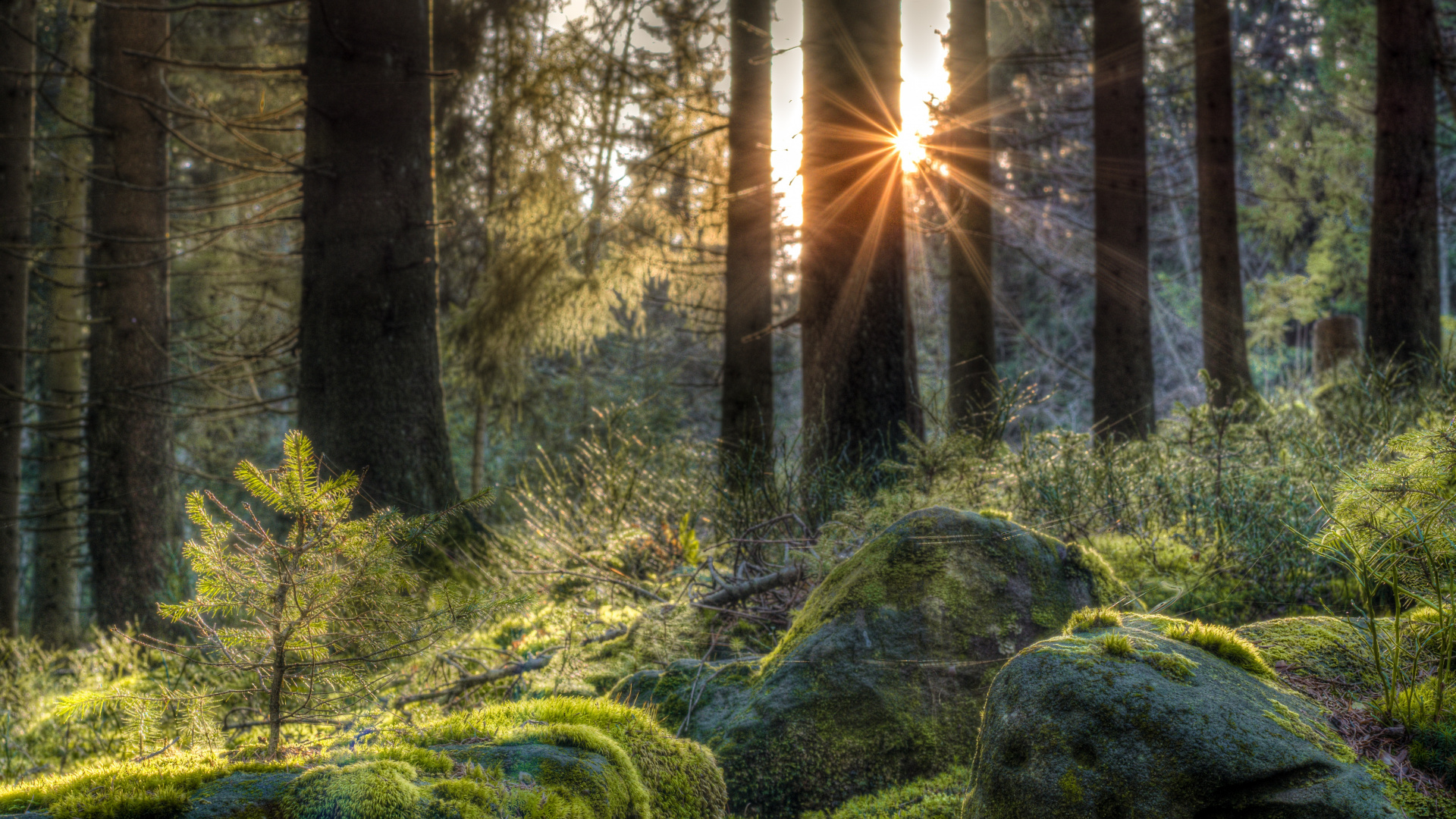 Обои лес, черный лес, хвойными лесами, тропические леса, природа в разрешении 1920x1080