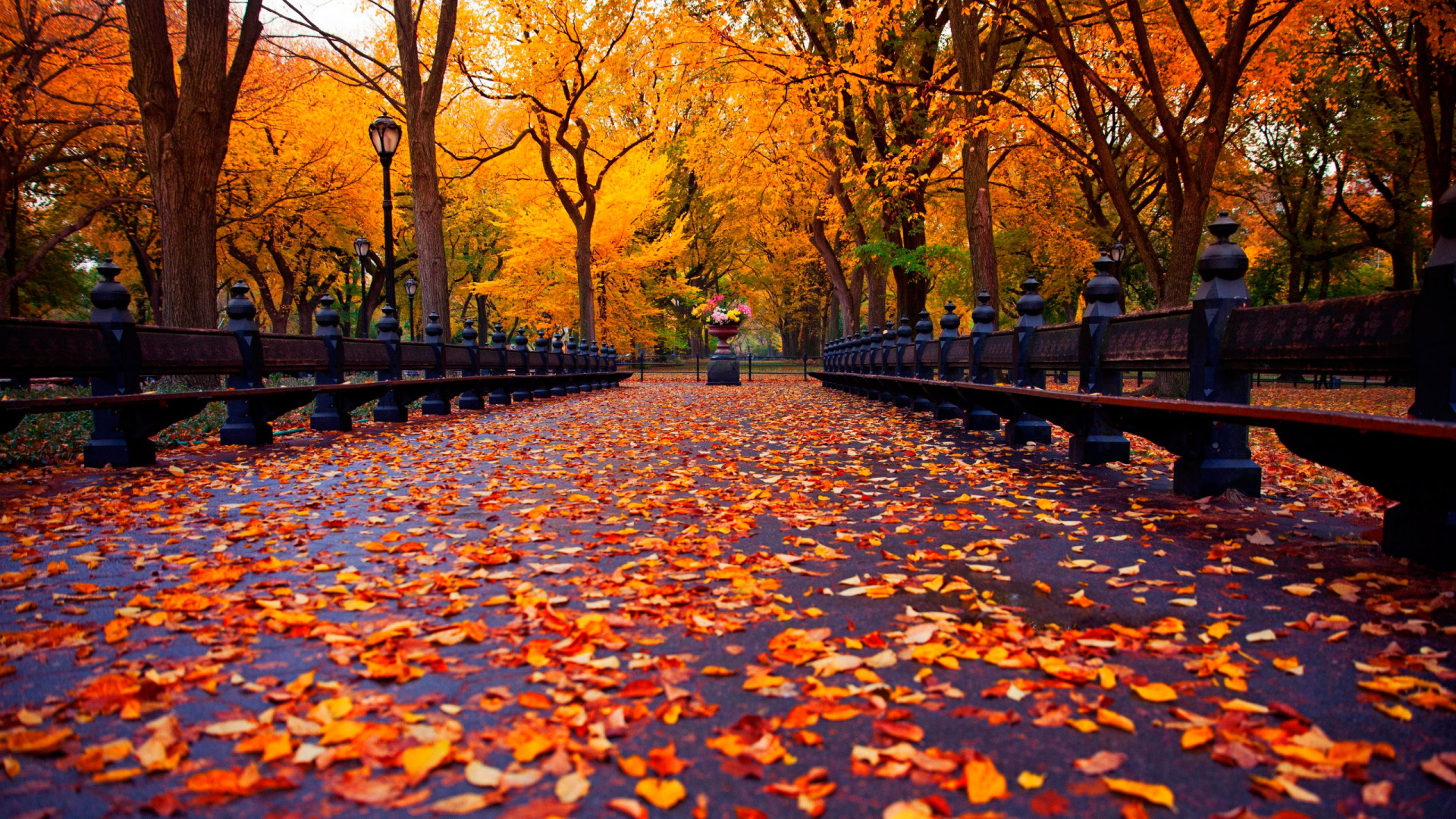 Обои осень, лист, дерево, природа, листопадные в разрешении 1920x1080