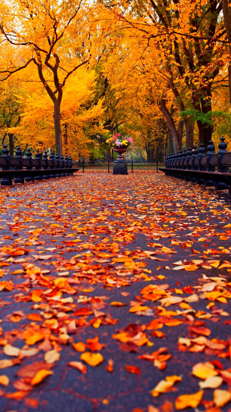 Обои осень, лист, дерево, природа, листопадные в разрешении 750x1334