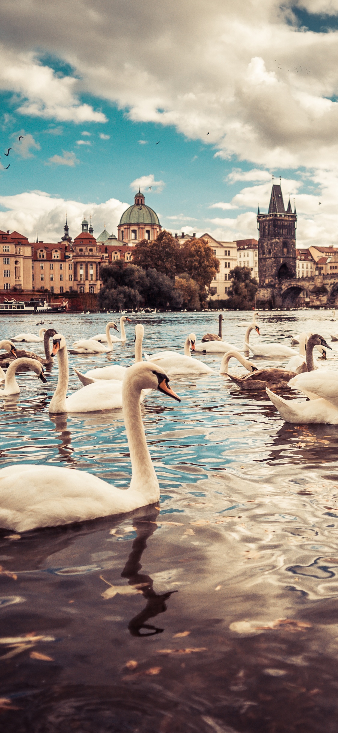 Обои Карлов мост, Влтава, Лебедь, вода, облако в разрешении 1125x2436