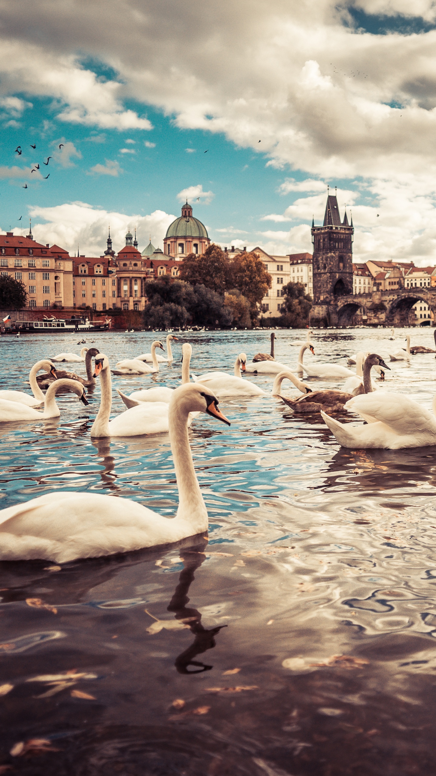 Обои Карлов мост, Влтава, Лебедь, вода, облако в разрешении 1440x2560