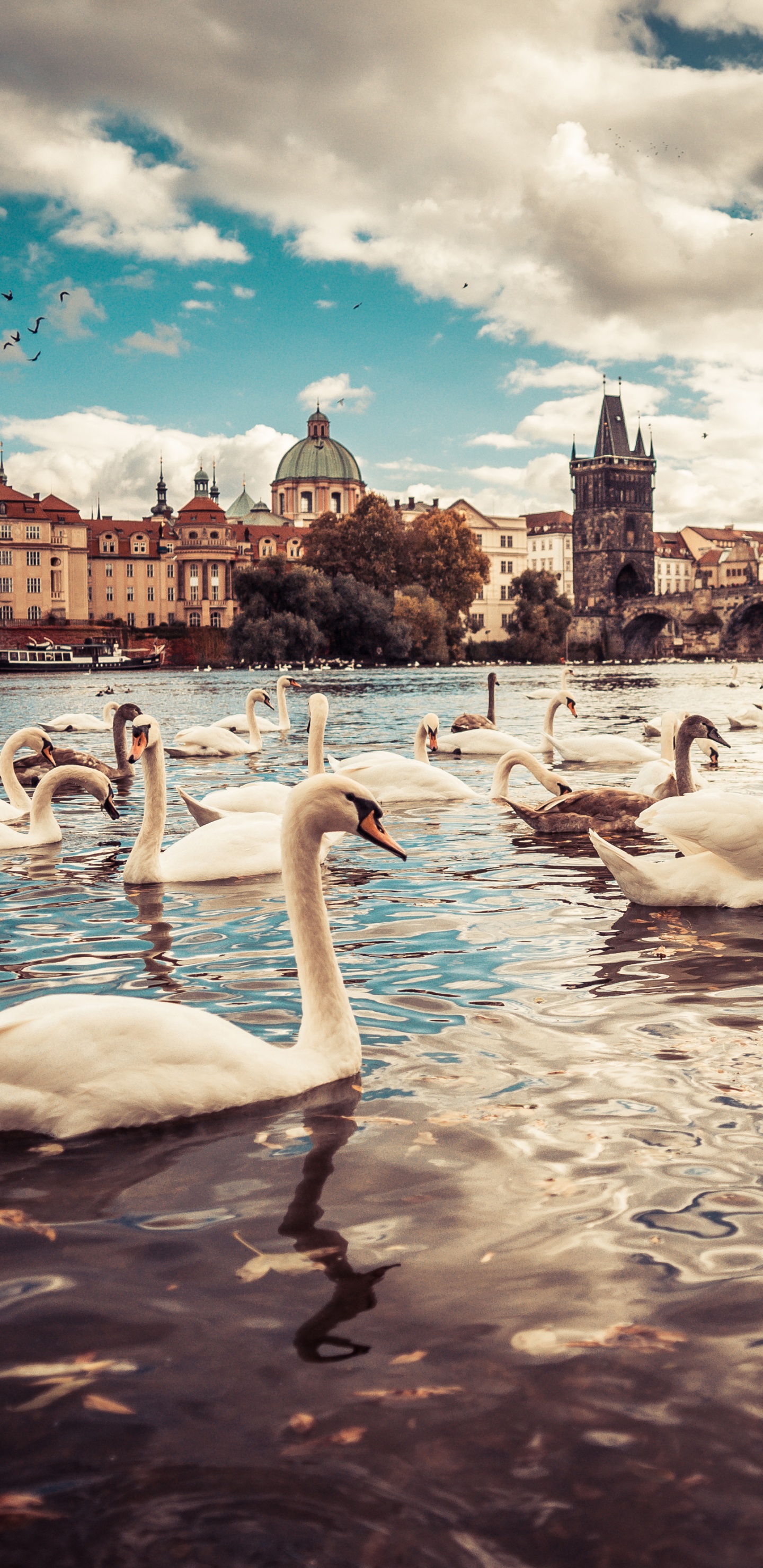 Обои Карлов мост, Влтава, Лебедь, вода, облако в разрешении 1440x2960
