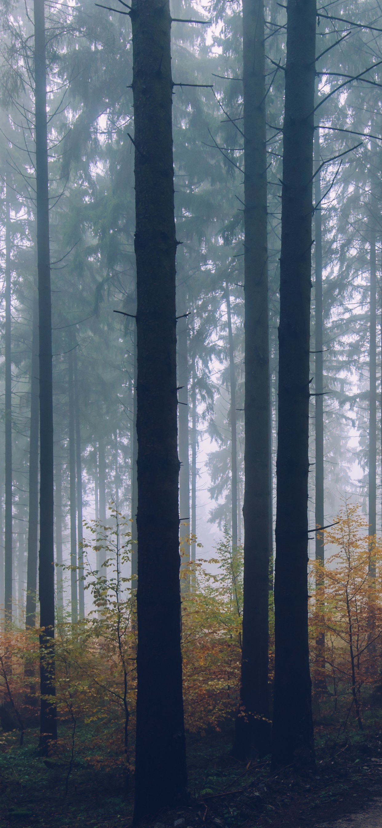 Обои пейзаж, лес, дерево, природа, лесистая местность в разрешении 1242x2688