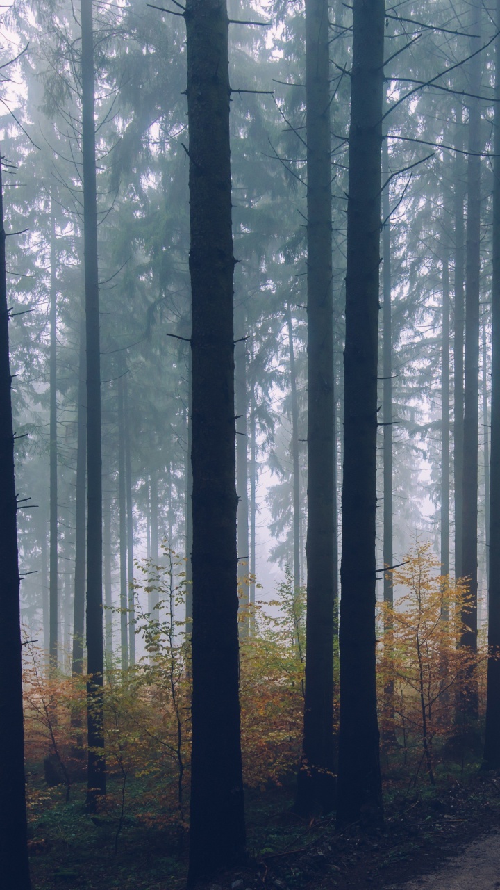 Обои пейзаж, лес, дерево, природа, лесистая местность в разрешении 720x1280