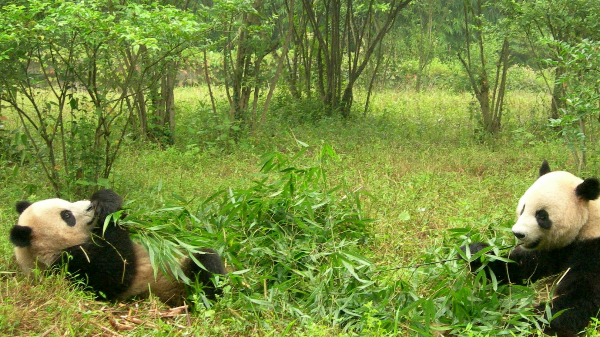 Обои гигантская панда, живая природа, Красная панда, природный заповедник, наземные животные в разрешении 1920x1080