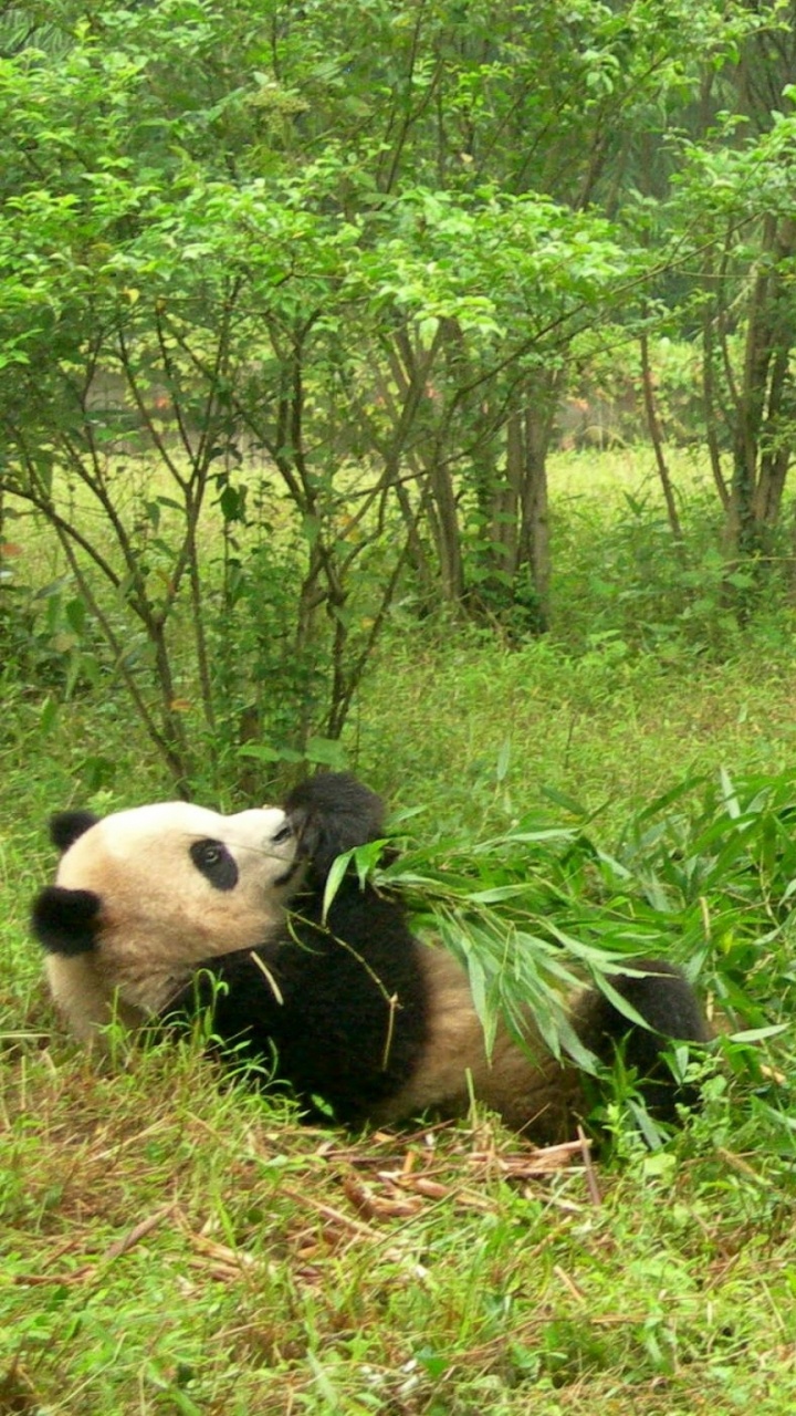 Обои гигантская панда, живая природа, Красная панда, природный заповедник, наземные животные в разрешении 720x1280