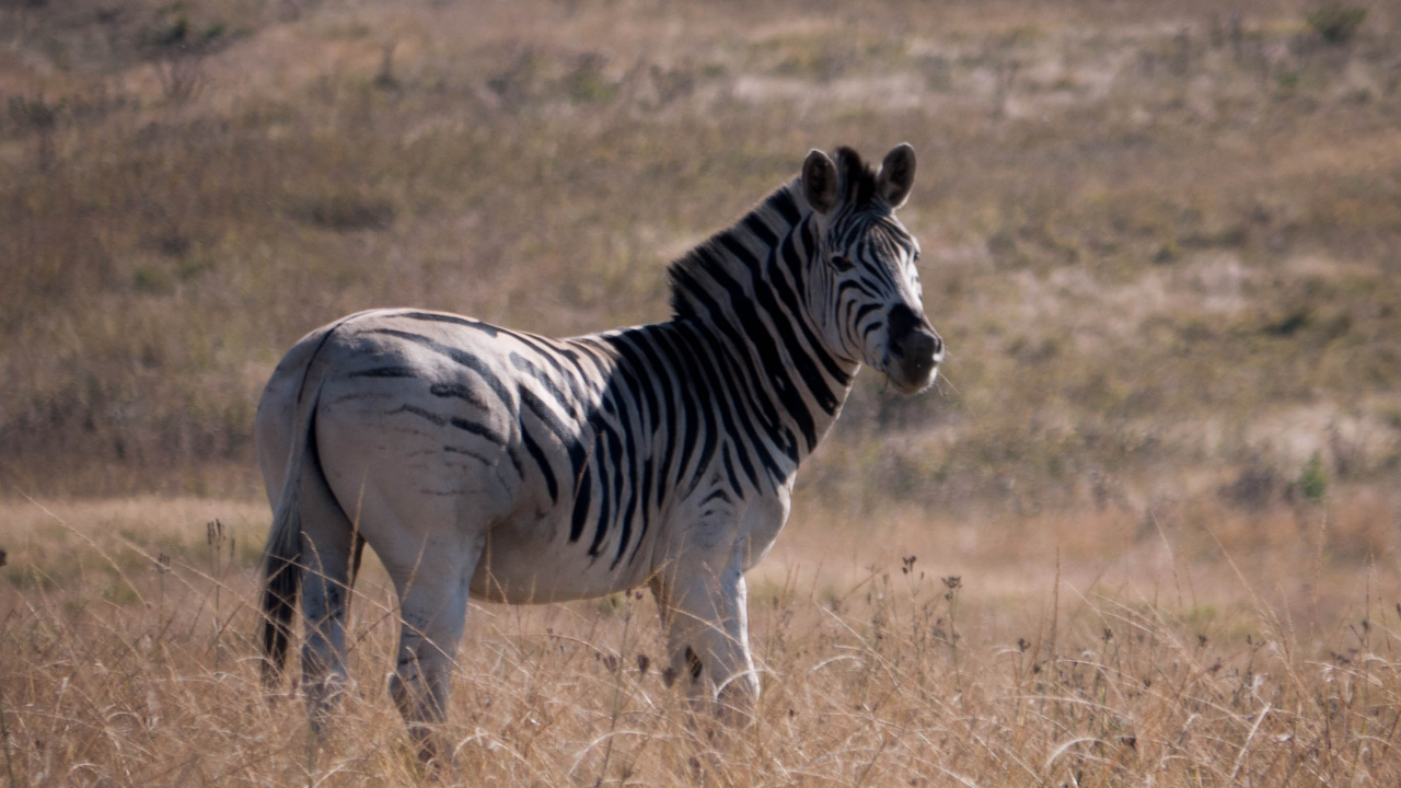 Обои зебра, живая природа, наземные животные, сенокосное угодье, грива в разрешении 1280x720