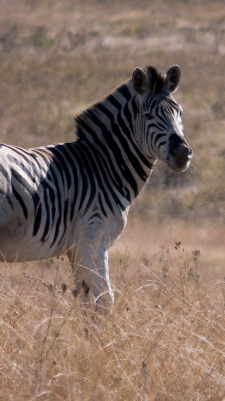 Обои зебра, живая природа, наземные животные, сенокосное угодье, грива в разрешении 750x1334