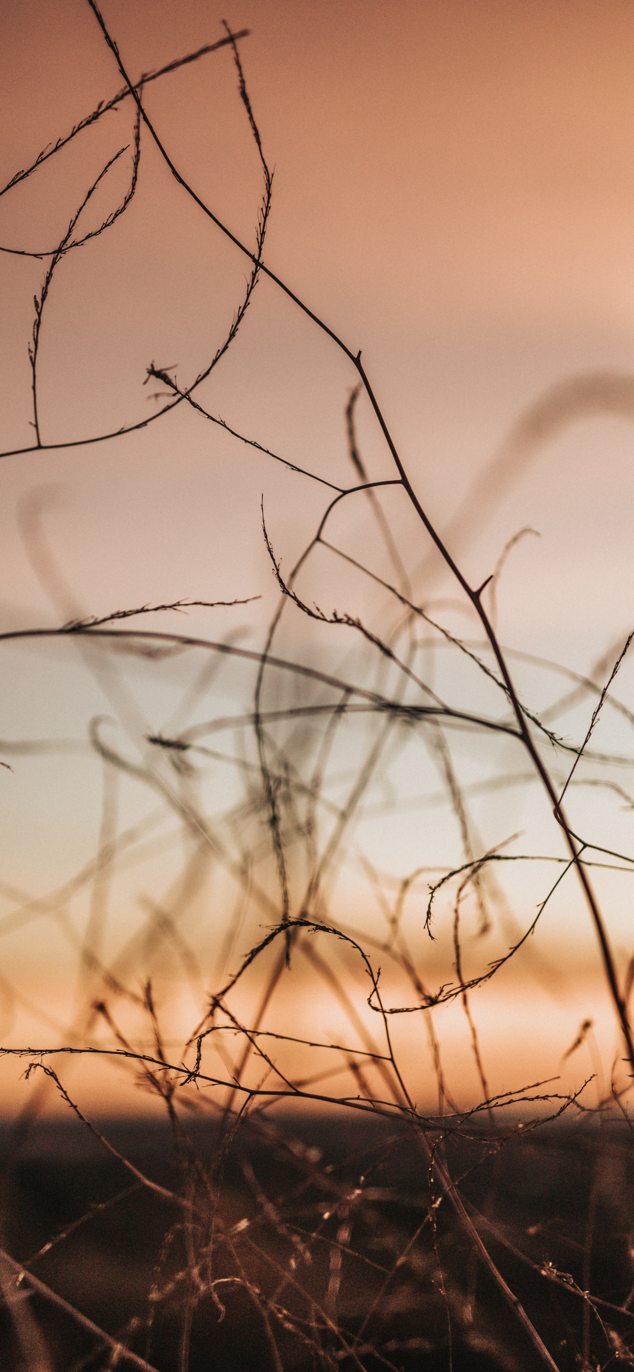 Обои ветвь, прут, Апельсин, дерево, атмосфера в разрешении 1242x2688