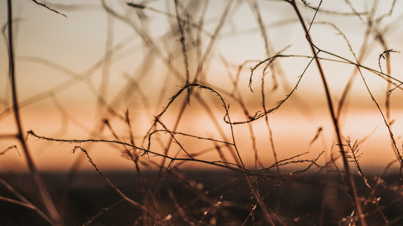 Обои ветвь, прут, Апельсин, дерево, атмосфера в разрешении 1280x720