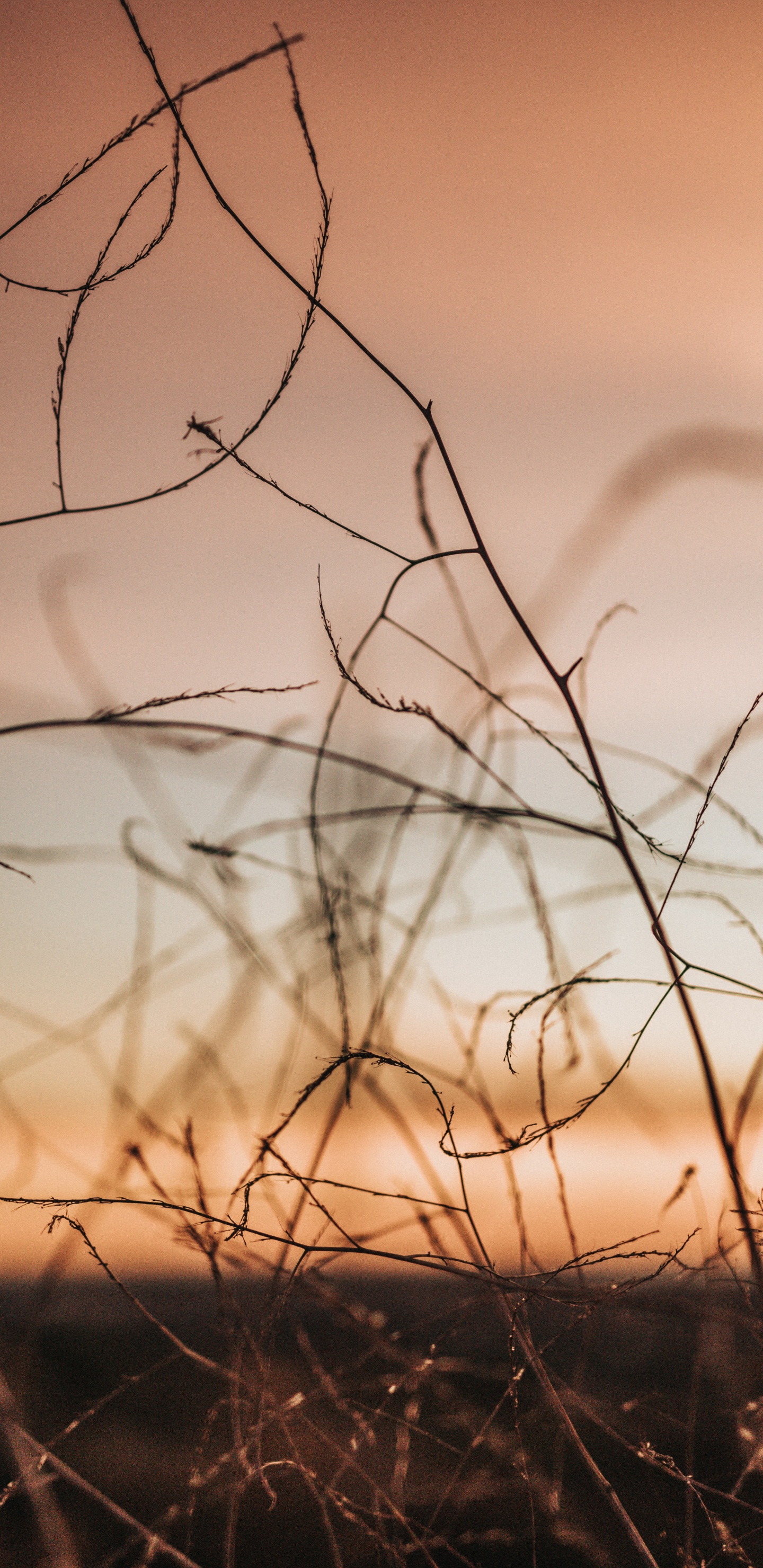 Обои ветвь, прут, Апельсин, дерево, атмосфера в разрешении 1440x2960