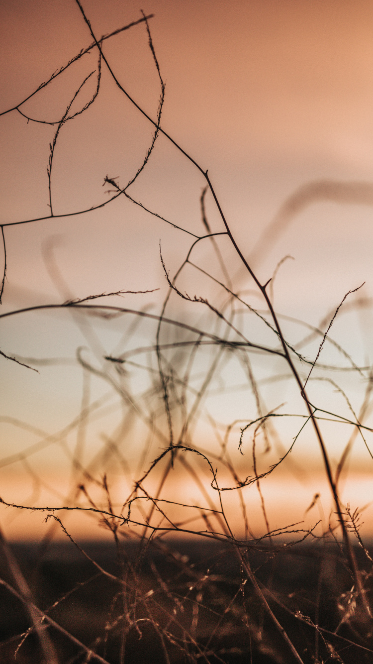 Обои ветвь, прут, Апельсин, дерево, атмосфера в разрешении 750x1334