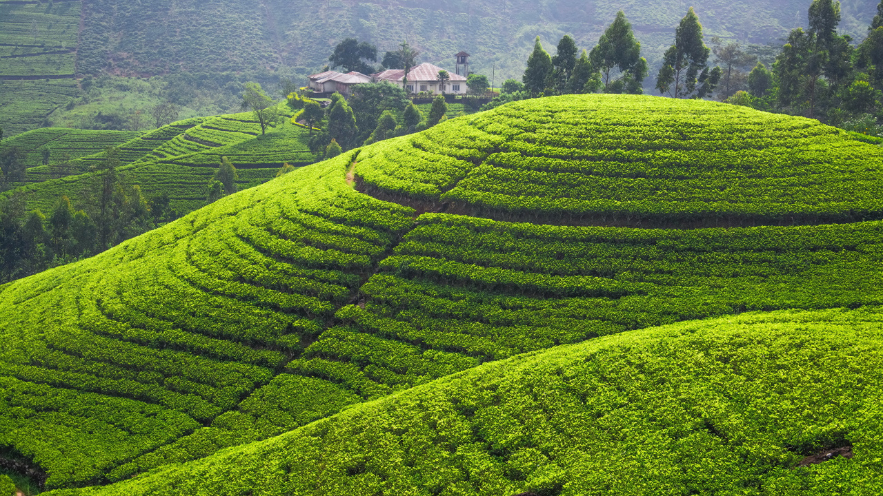 Обои плантация, нагорье, горная станция, чайное растение, Чай Дарджилинг в разрешении 1280x720