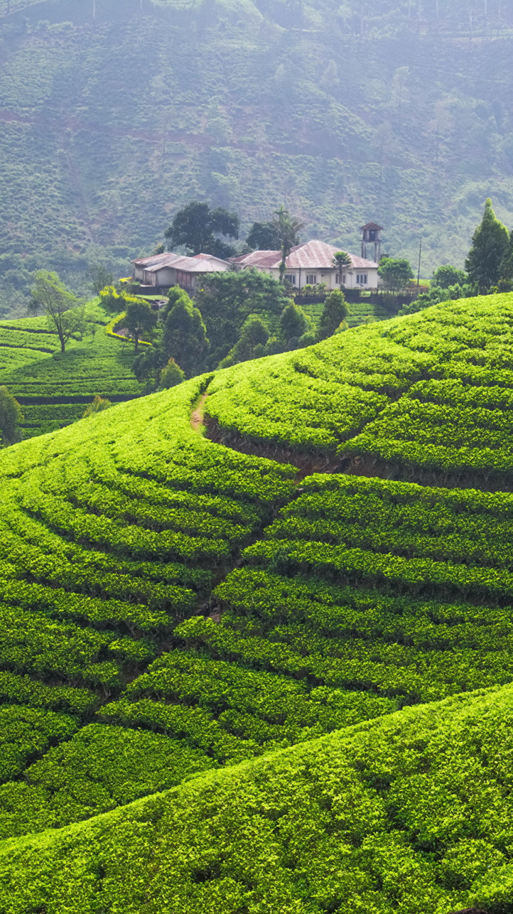 Обои плантация, нагорье, горная станция, чайное растение, Чай Дарджилинг в разрешении 750x1334