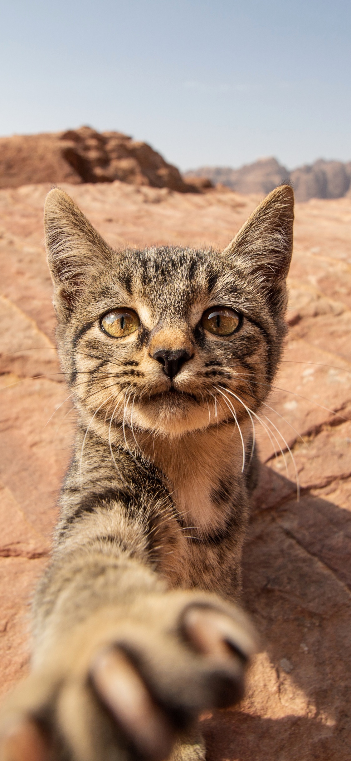 Обои оцикет, ли дракон, рысь, кот, глаз в разрешении 1125x2436