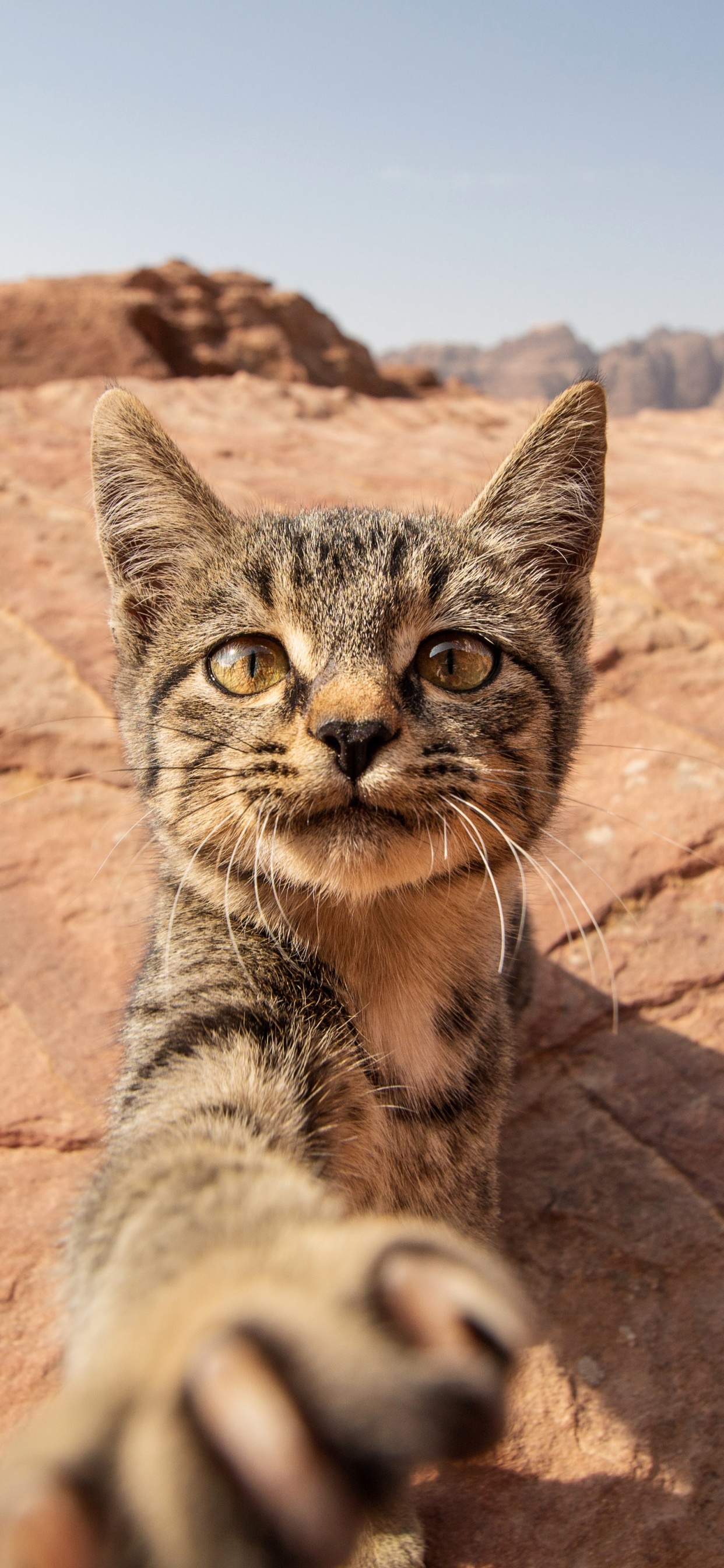 Обои оцикет, ли дракон, рысь, кот, глаз в разрешении 1242x2688