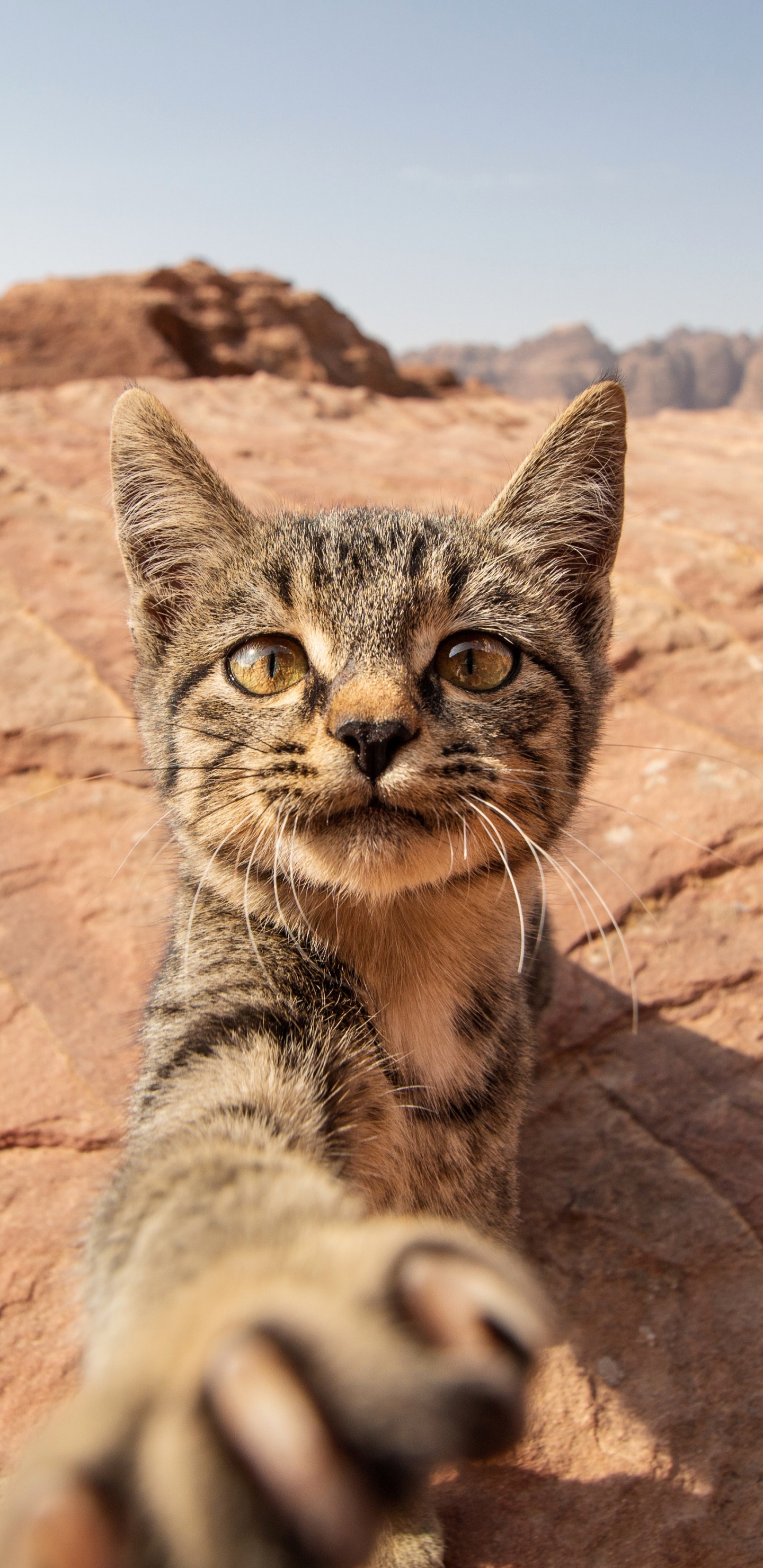 Обои оцикет, ли дракон, рысь, кот, глаз в разрешении 1440x2960