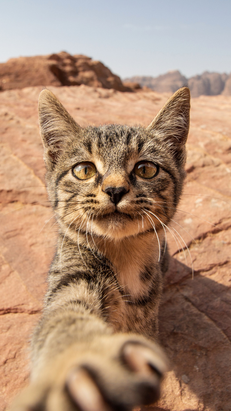 Обои оцикет, ли дракон, рысь, кот, глаз в разрешении 750x1334