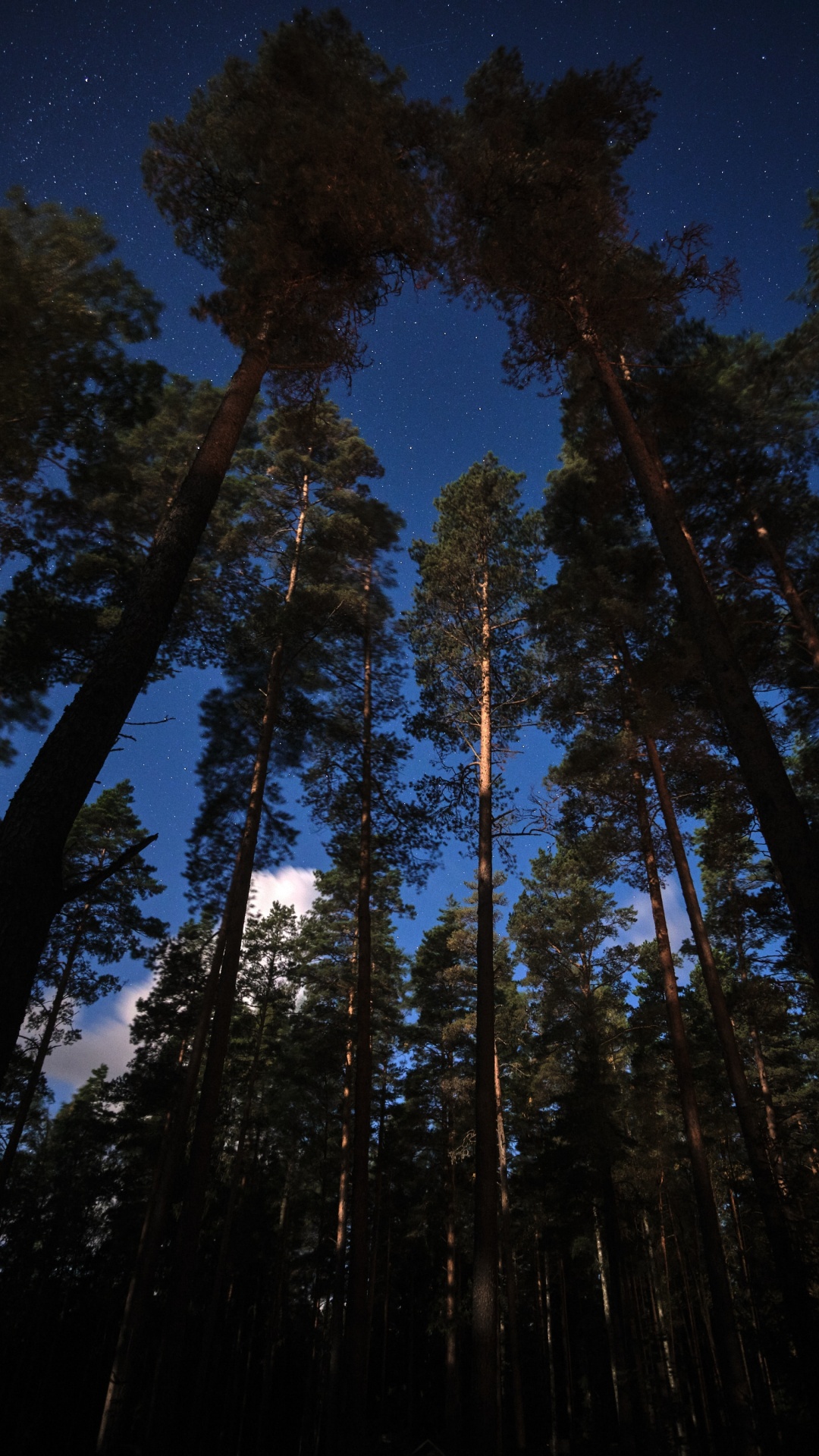 Обои дерево, лиственница, сосна, лес, Сахарная сосна в разрешении 1080x1920