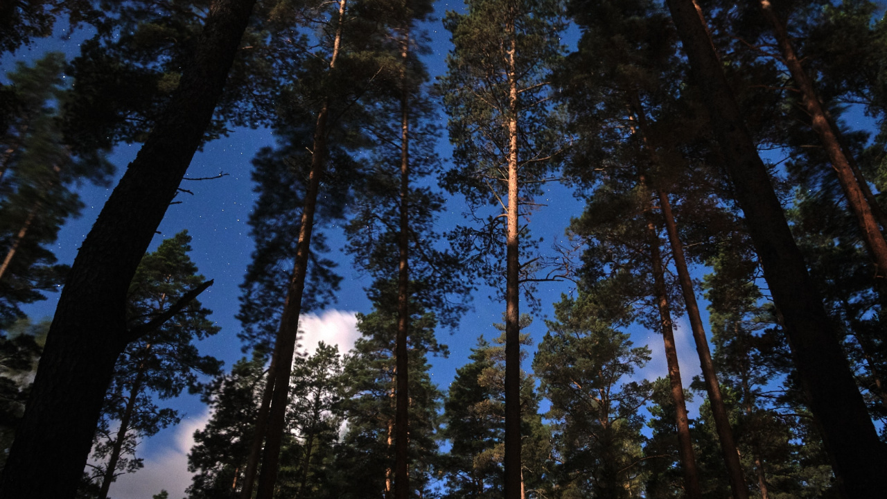 Обои дерево, лиственница, сосна, лес, Сахарная сосна в разрешении 1280x720