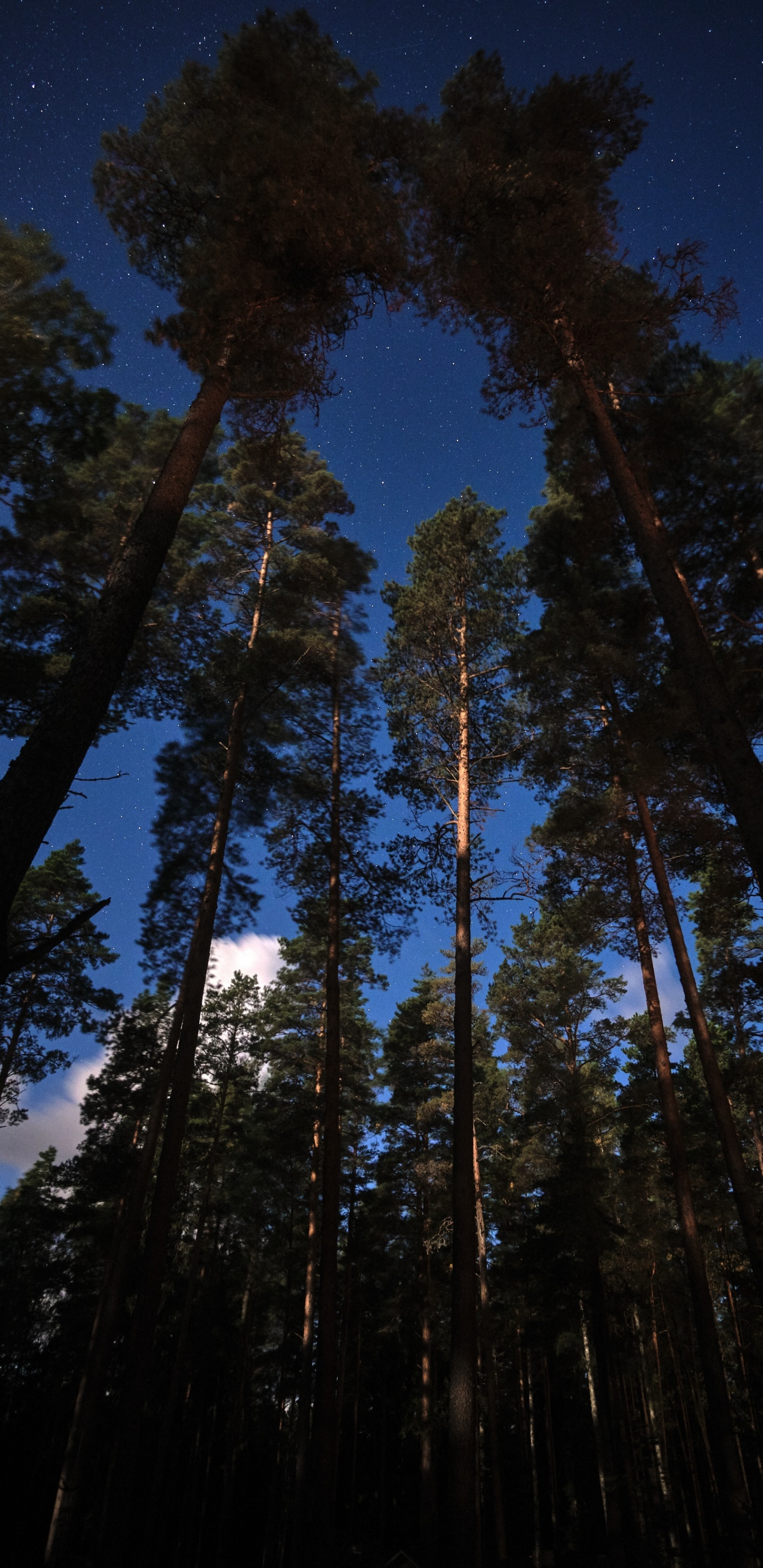Обои дерево, лиственница, сосна, лес, Сахарная сосна в разрешении 1440x2960