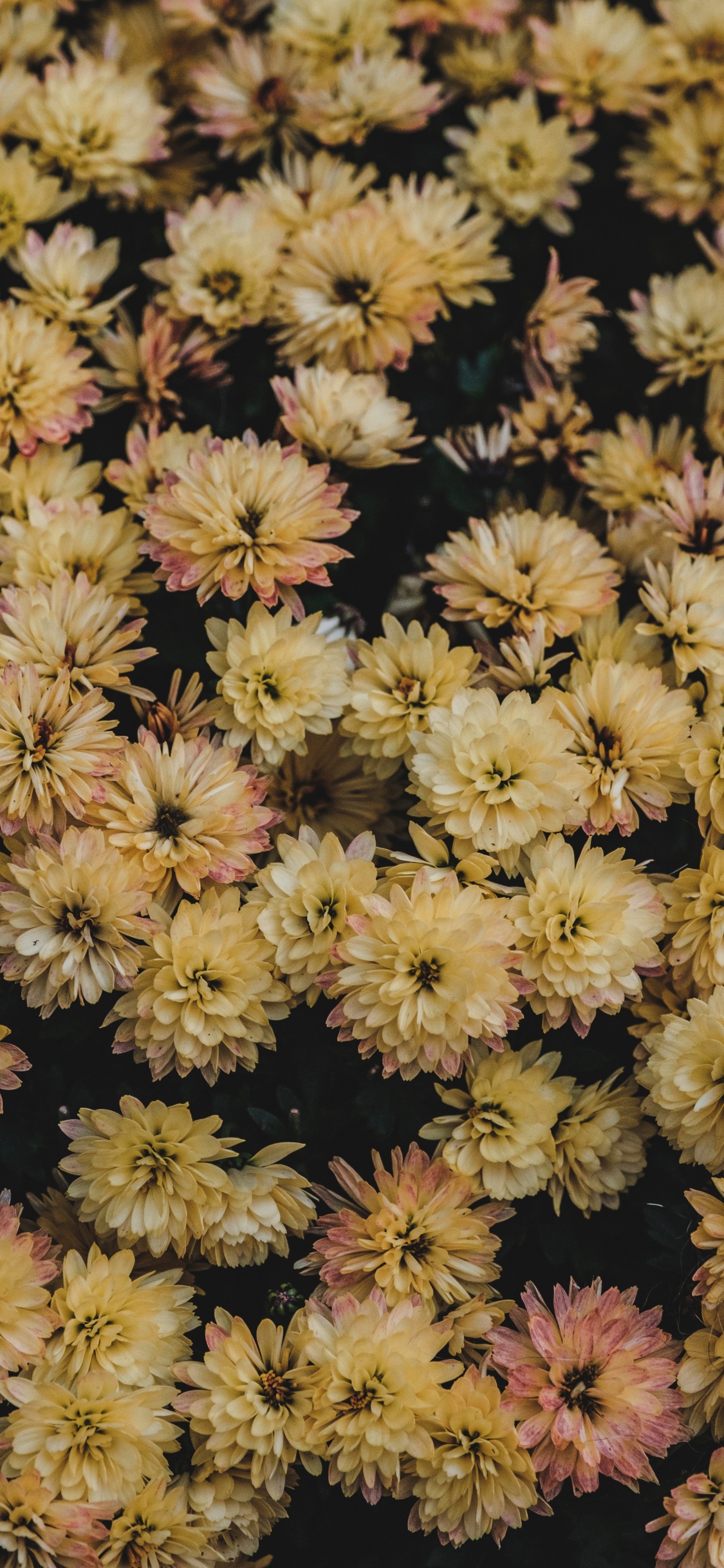 Обои георгин, цветок, цветковое растение, растение, chrysanths в разрешении 1125x2436