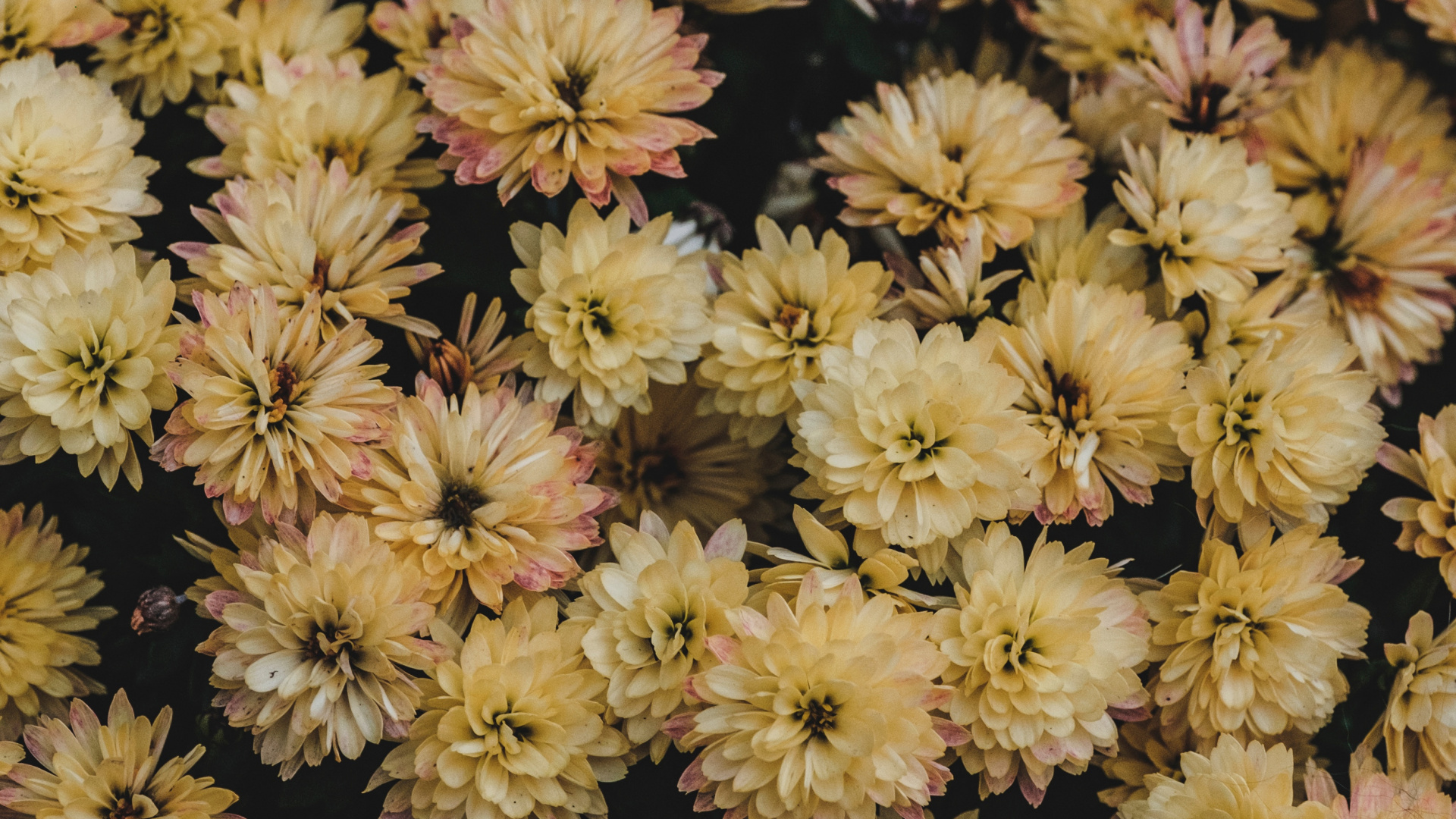 Обои георгин, цветок, цветковое растение, растение, chrysanths в разрешении 1920x1080