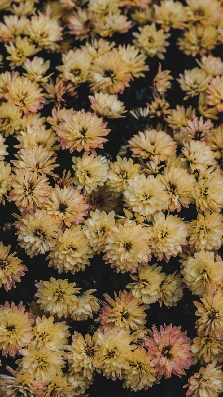 Обои георгин, цветок, цветковое растение, растение, chrysanths в разрешении 720x1280