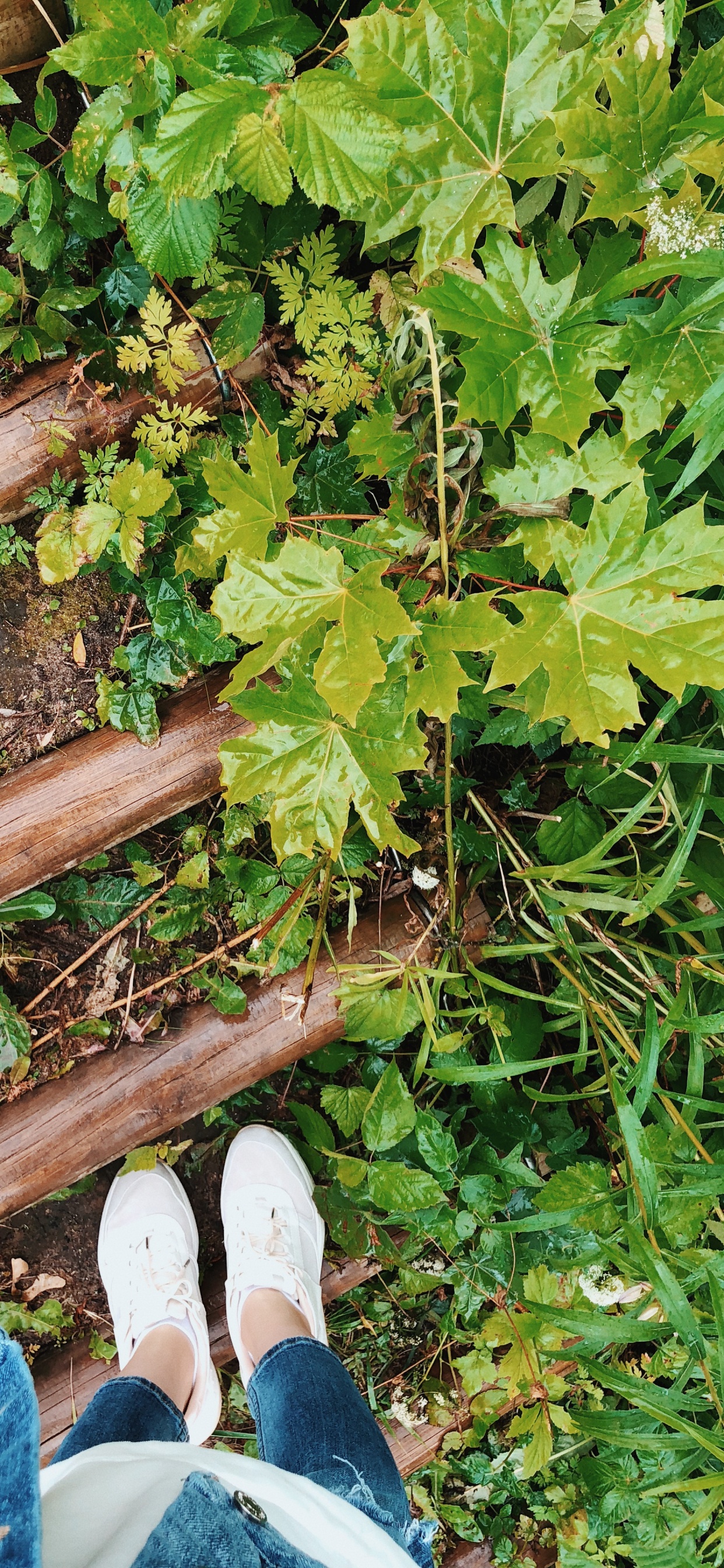 Обои дерево, обувь, башмак, древесина, брюки в разрешении 1242x2688