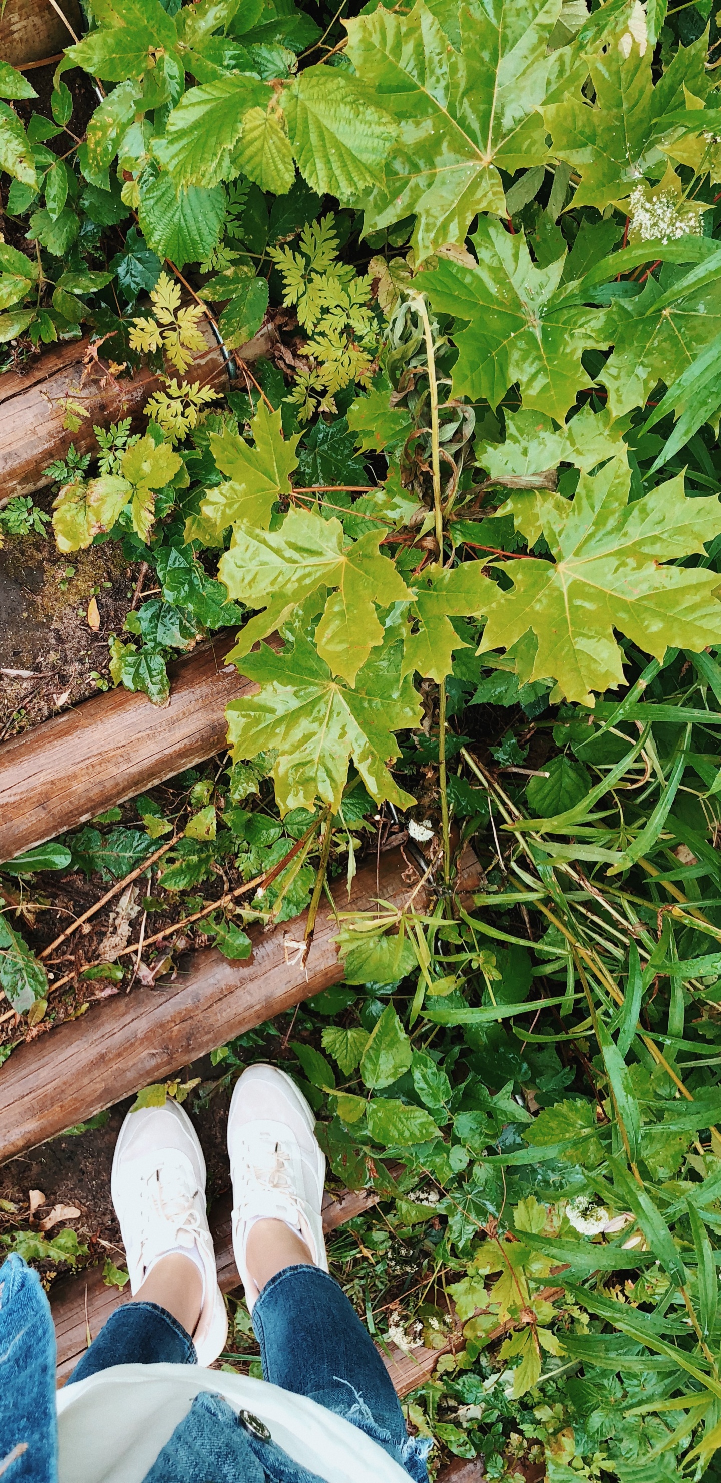 Обои дерево, обувь, башмак, древесина, брюки в разрешении 1440x2960