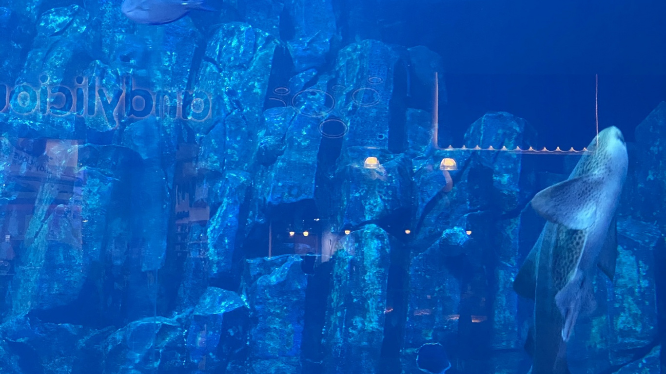 Обои вода, морская биология, синий, жидкость, подземные воды в разрешении 1366x768