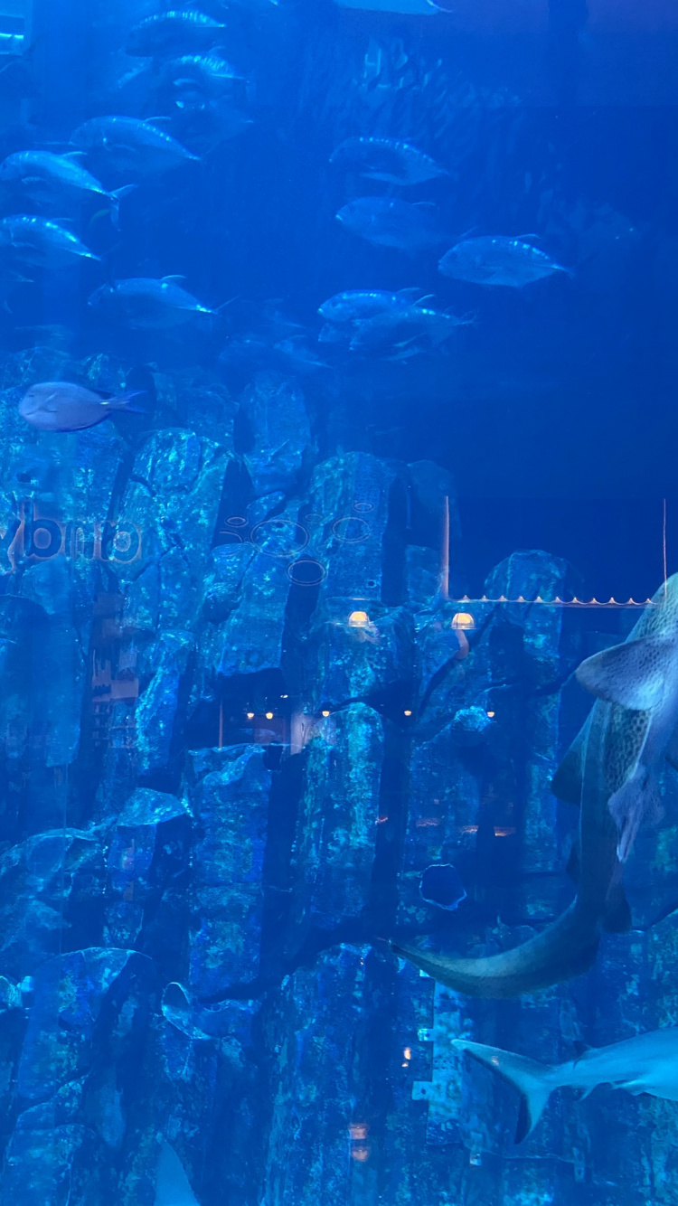 Обои вода, морская биология, синий, жидкость, подземные воды в разрешении 750x1334