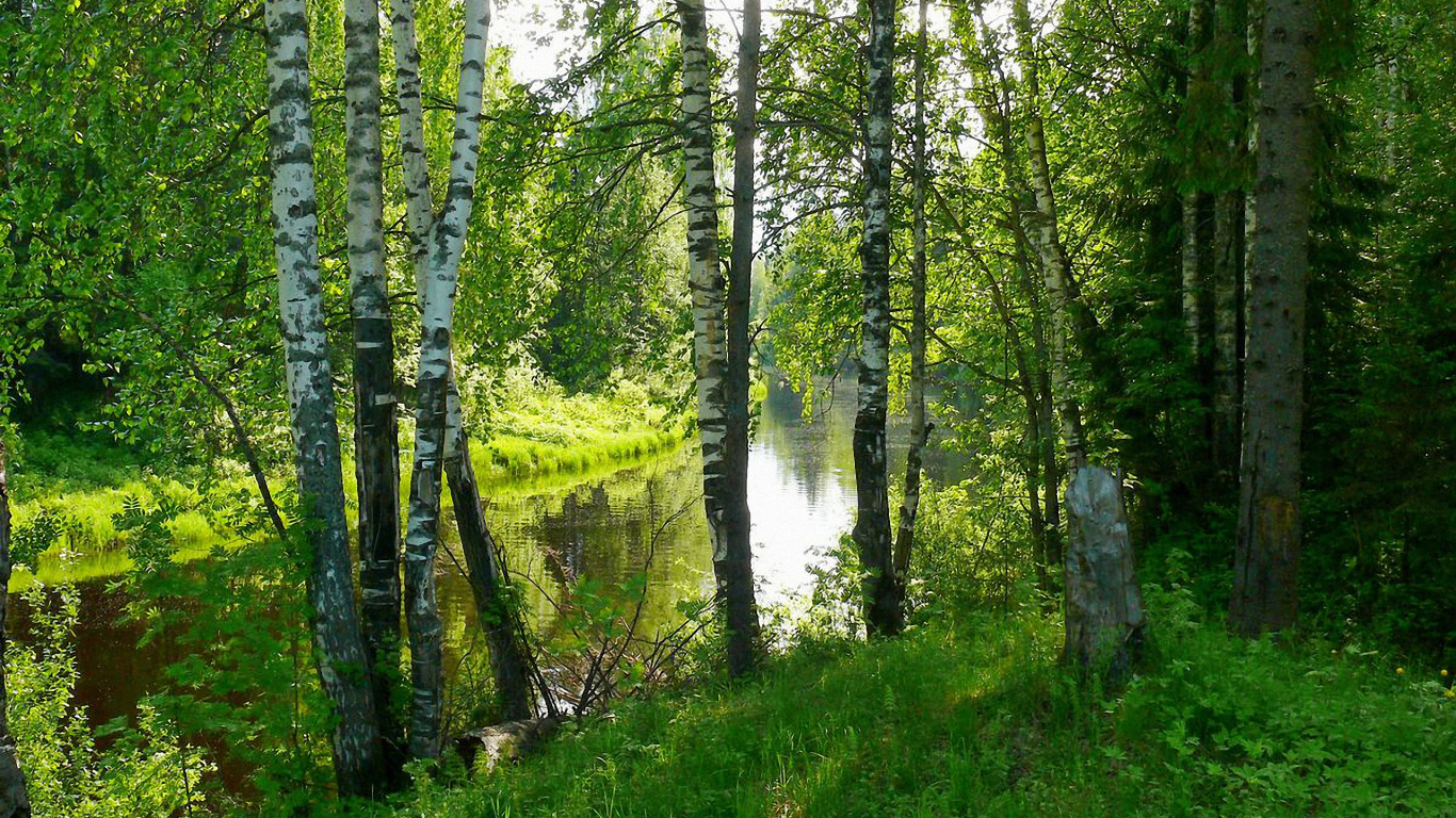 Обои береза, природа, дерево, лес, природный заповедник в разрешении 1366x768