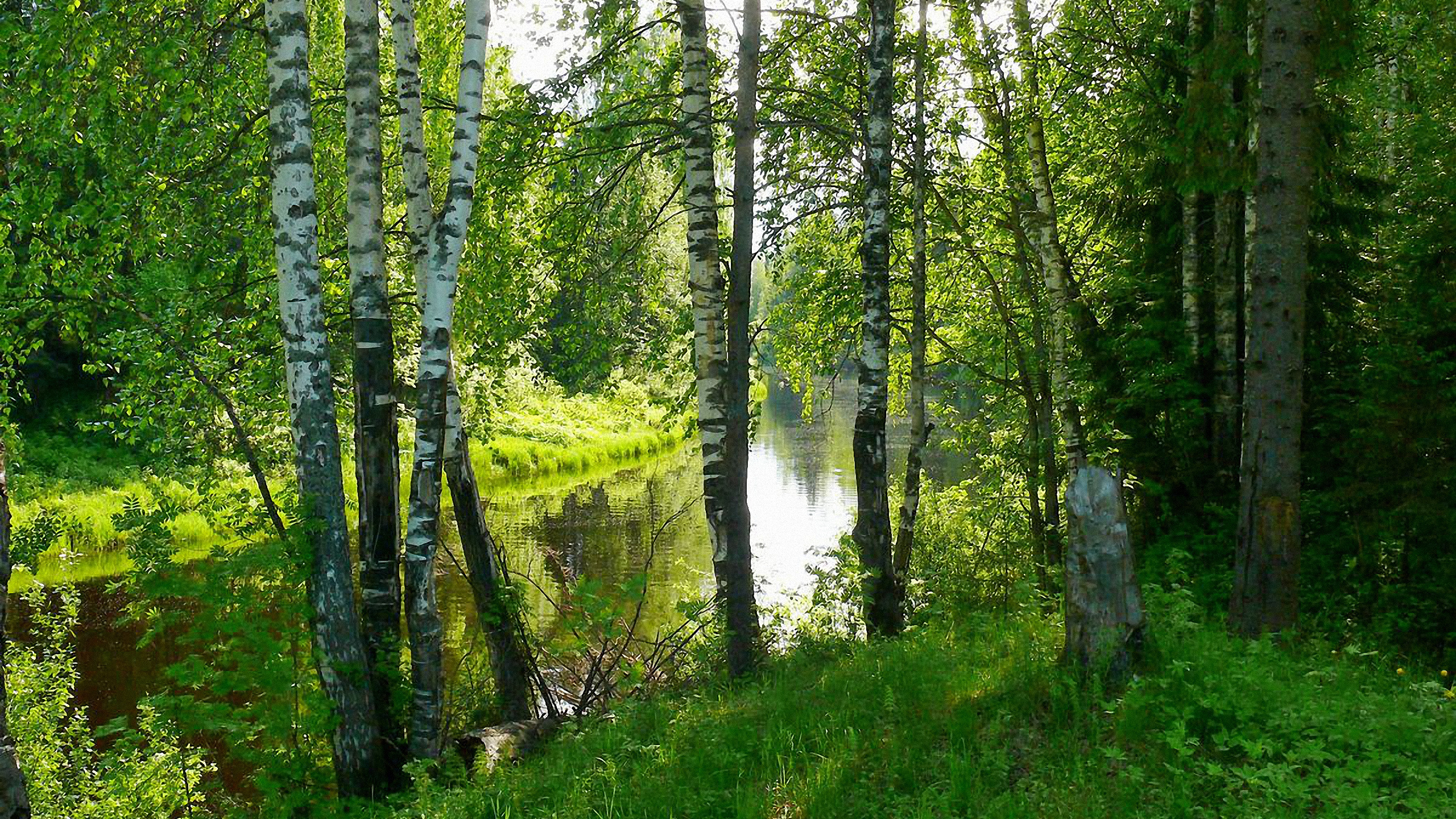 Обои береза, природа, дерево, лес, природный заповедник в разрешении 2560x1440