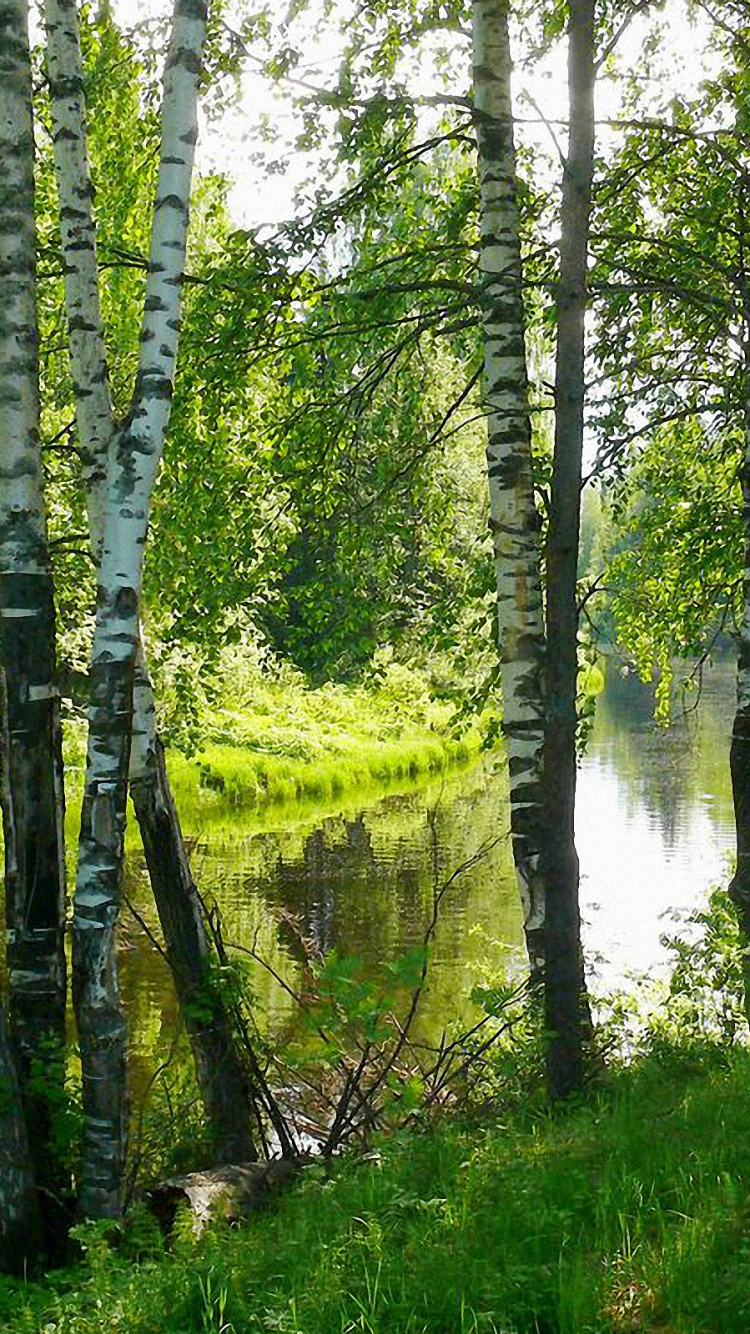 Обои береза, природа, дерево, лес, природный заповедник в разрешении 750x1334