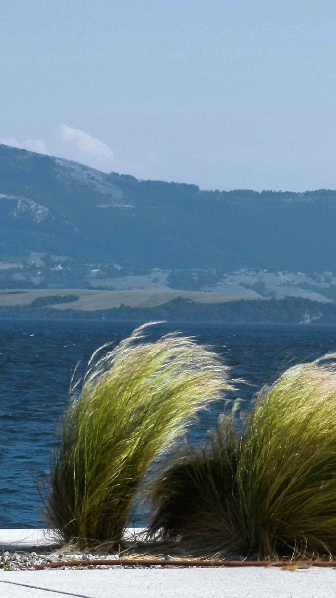 Обои дерево, море, побережье, берег, небо в разрешении 1080x1920