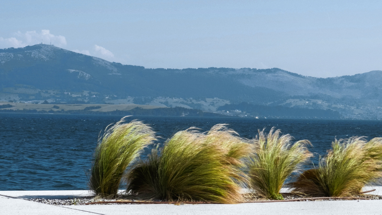 Обои дерево, море, побережье, берег, небо в разрешении 1280x720